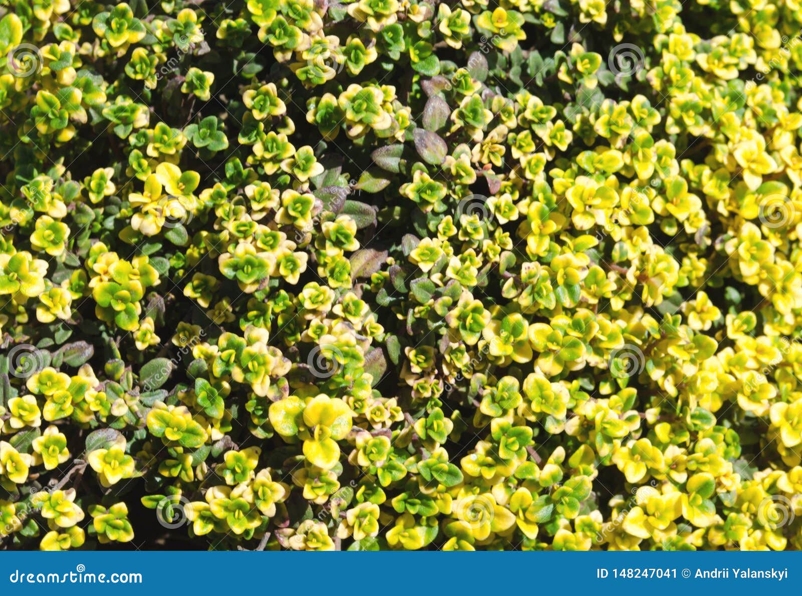 Yellow Bush Of Lemon Thyme Thymus Citriodorus Perennial Herb With A Characteristic Lemon Scent Of Leaves Soft Selective Focus Stock Image Image Of Macro Food 148247041