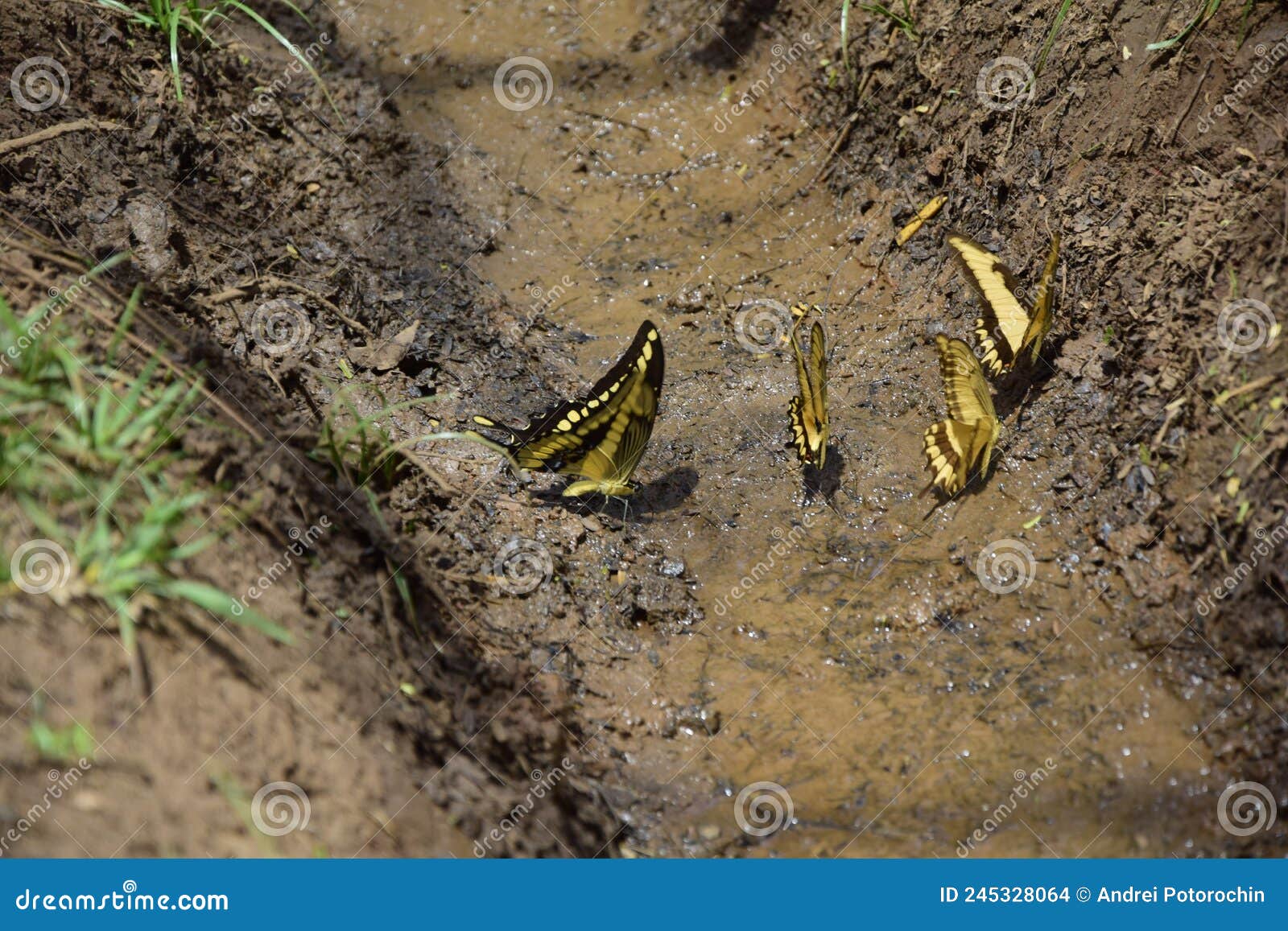 yellow butterflies drink water from a puddle on the ground. puerto iguazu, argentina