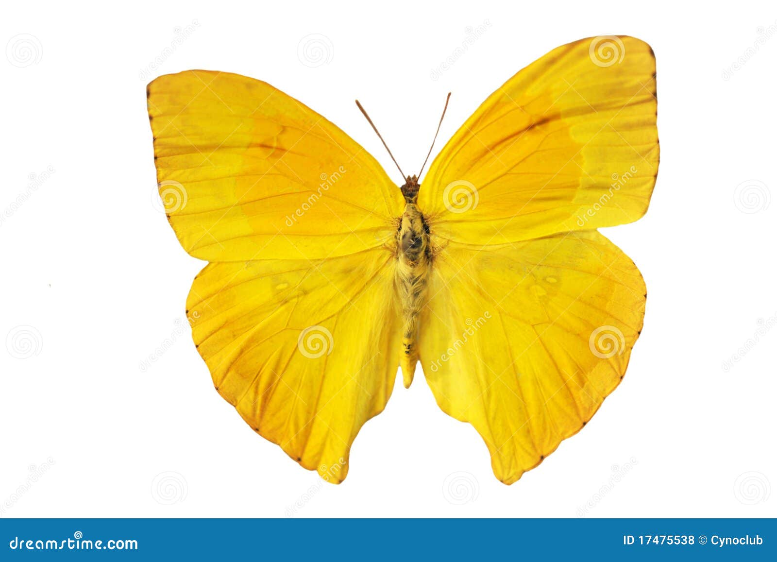 Yellow butterfly stock photo. Image of elegance, studio 17475538