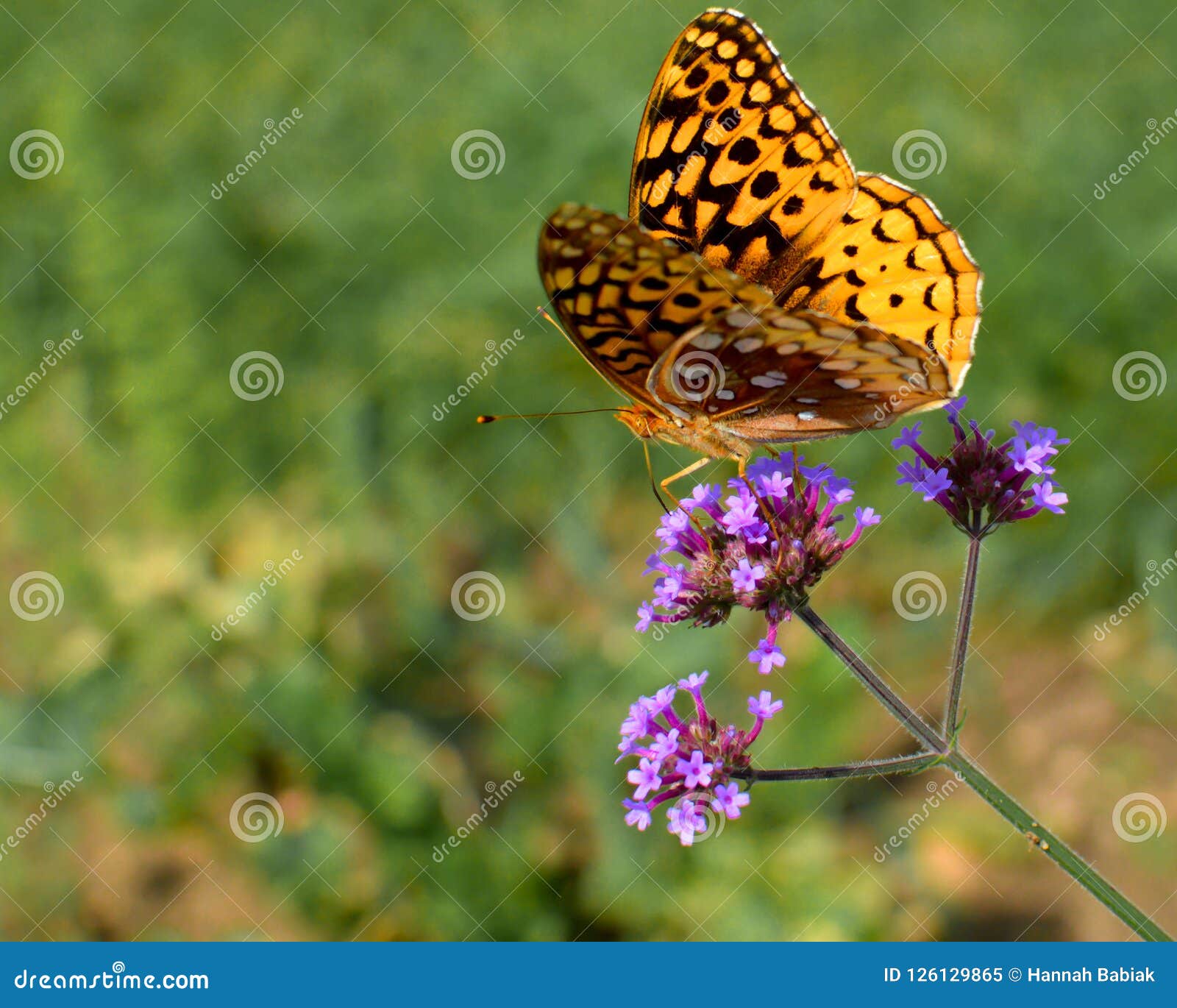 yellow butterfly on a dainty purple flower