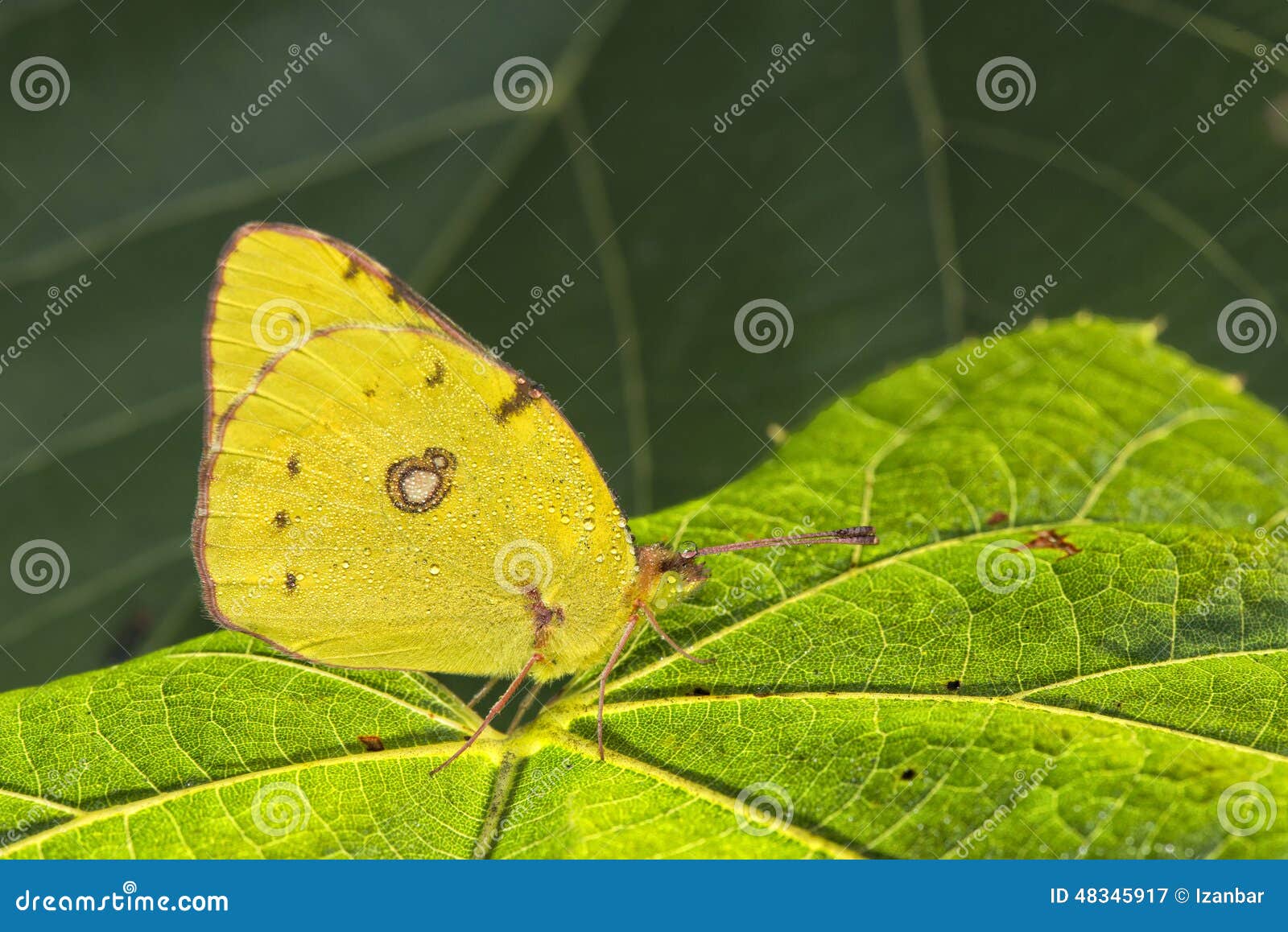 Yellow Butterfly on a Green Leaf Stock Image Image of wing, garden