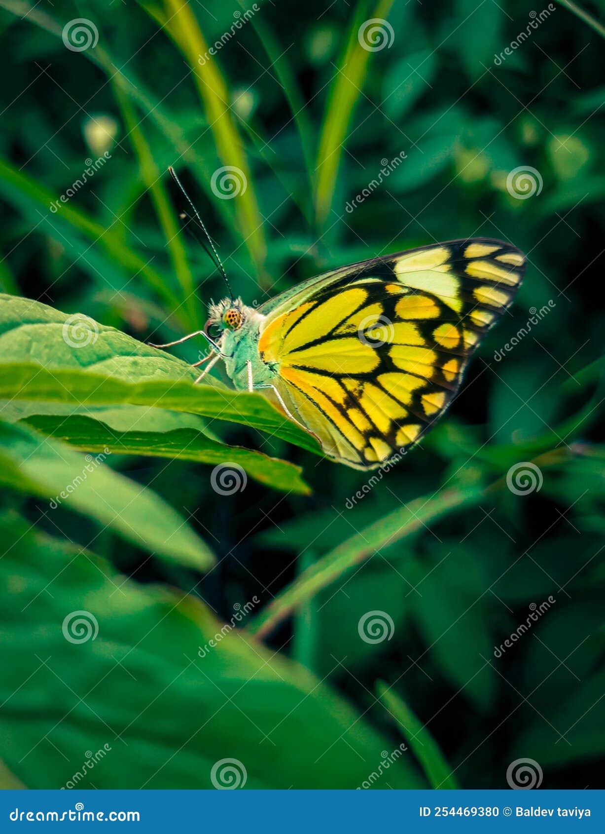 Yellow Butterfly with Green Leaf HD WALLPAPER Stock Photo Image of butterfly, wallpaper 254469380