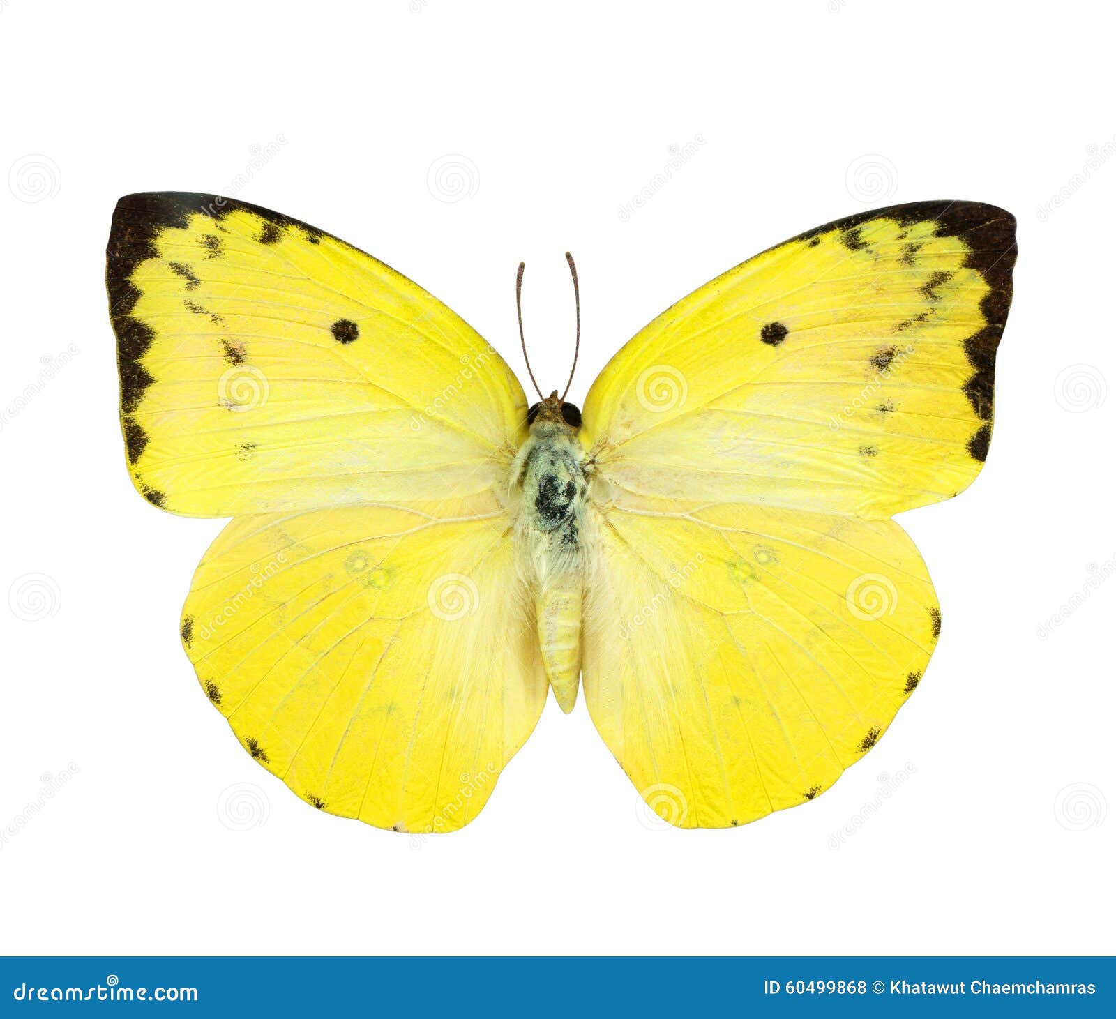 Yellow Butterfly Isolated on White Stock Photo Image of lepidoptera