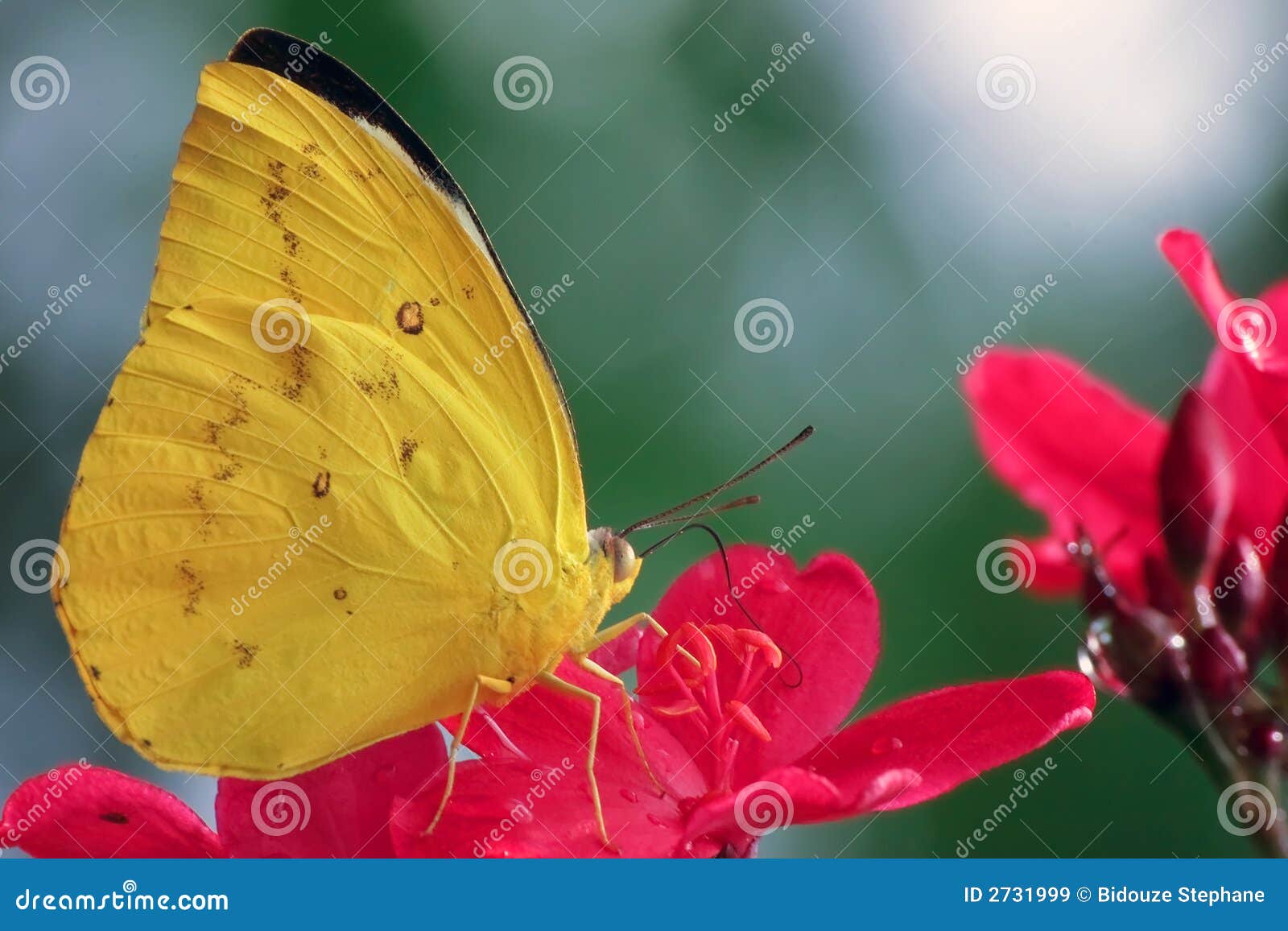 yellow butterfly pieridae