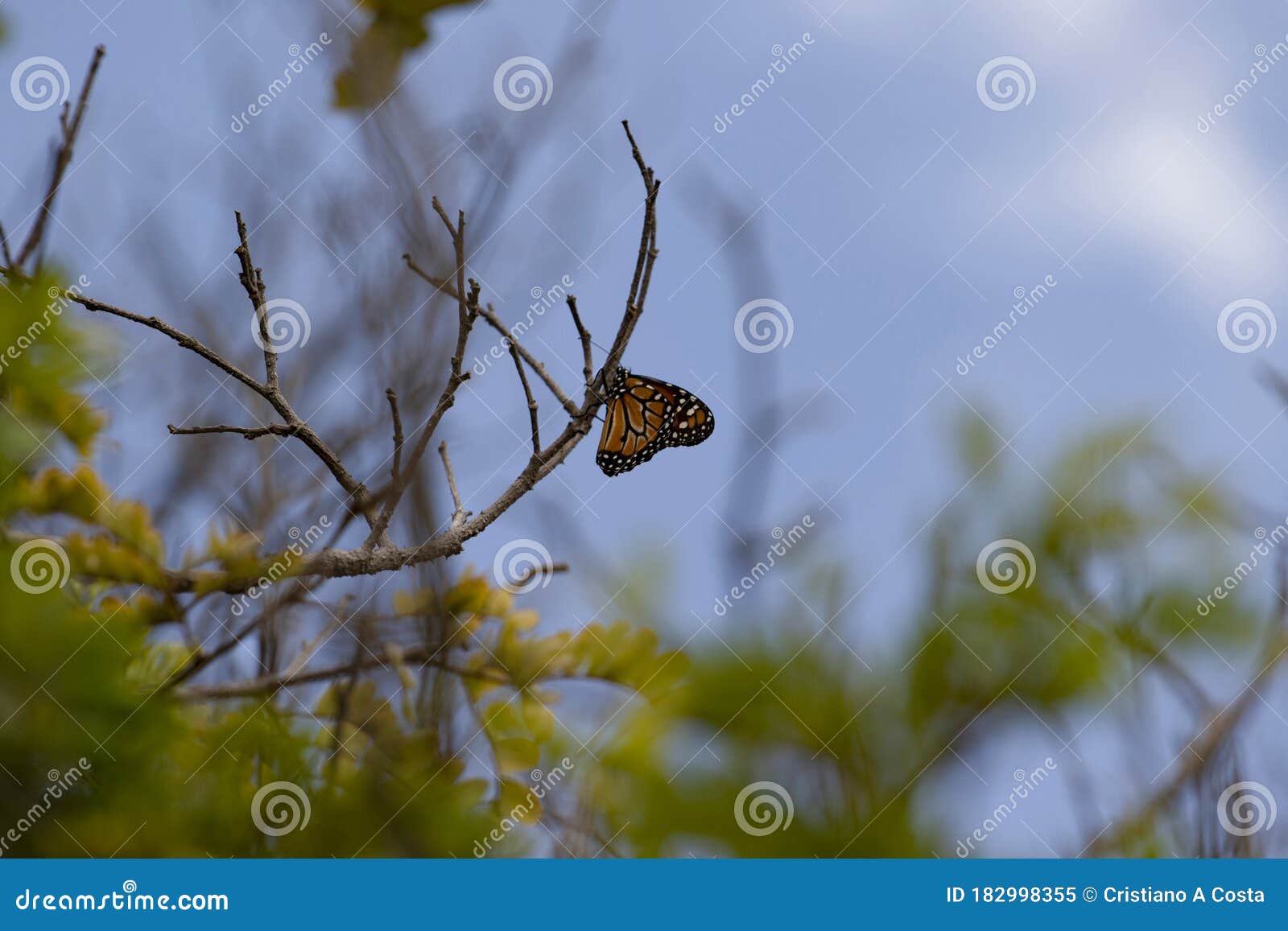 yellow butterfly on tree branch with blue sky