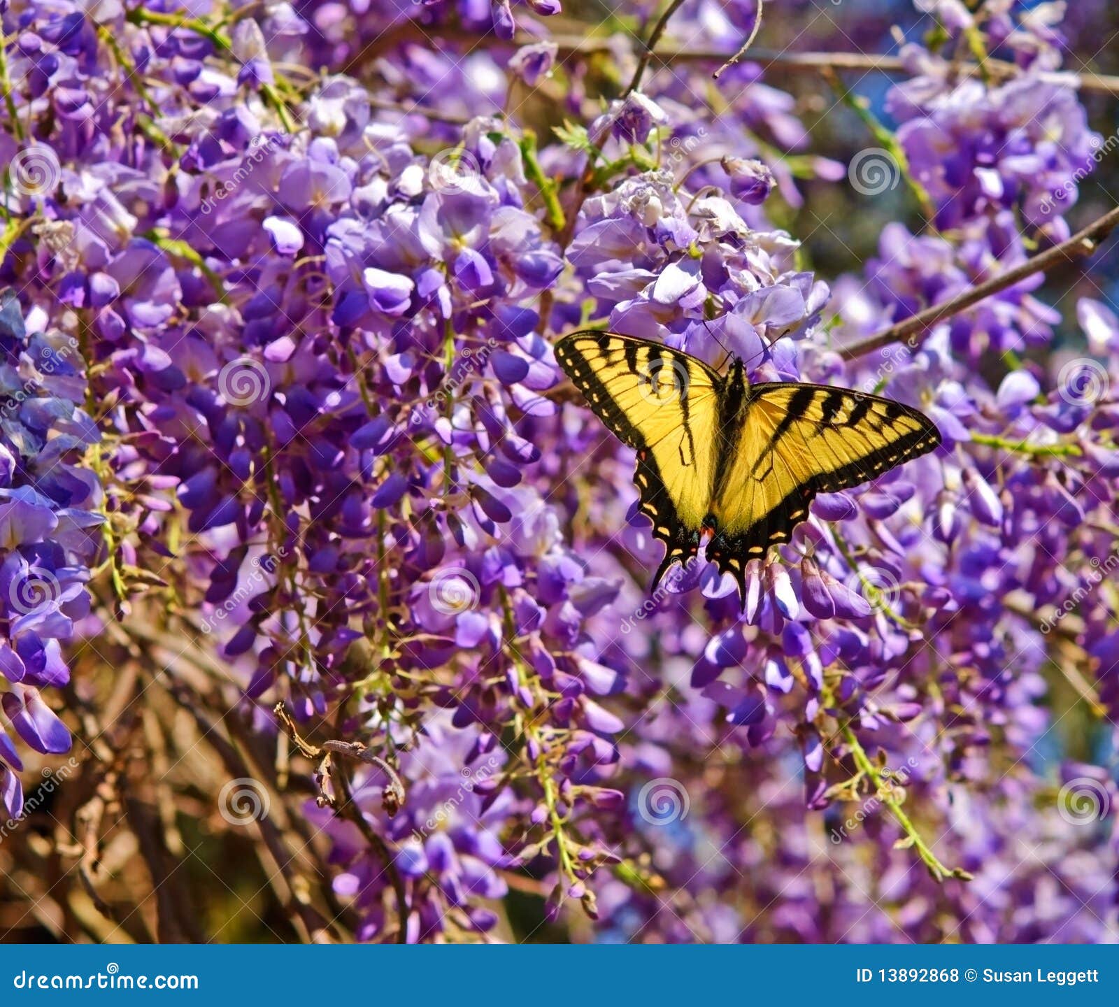 Yellow Butterfly in Wisteria Stock Photo Image of spring, butterfly