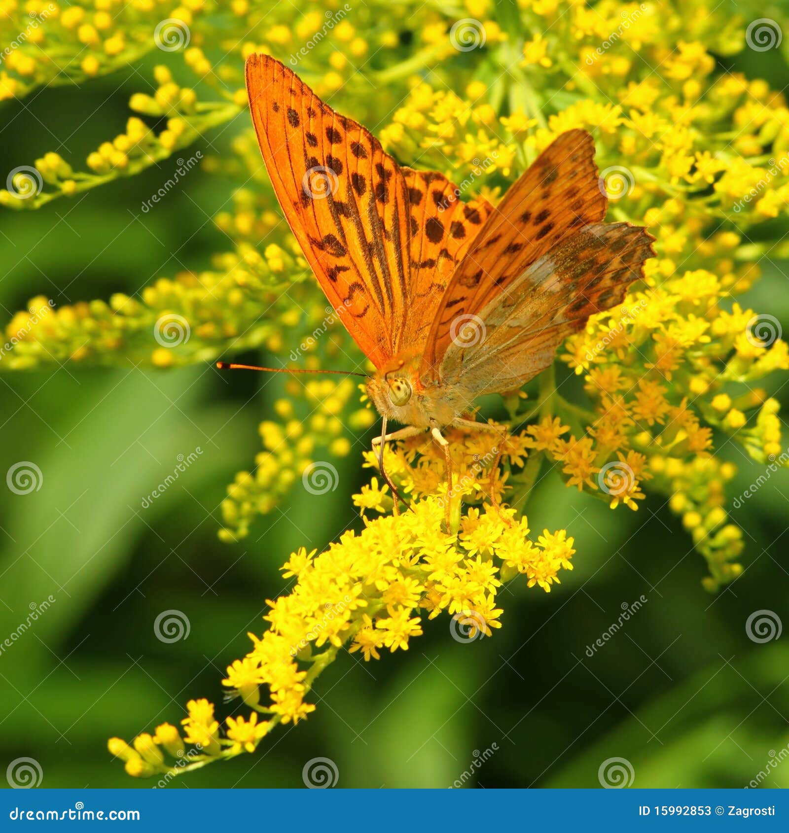 Yellow Butterfly on a Yellow Flower Stock Image Image of green, fresh