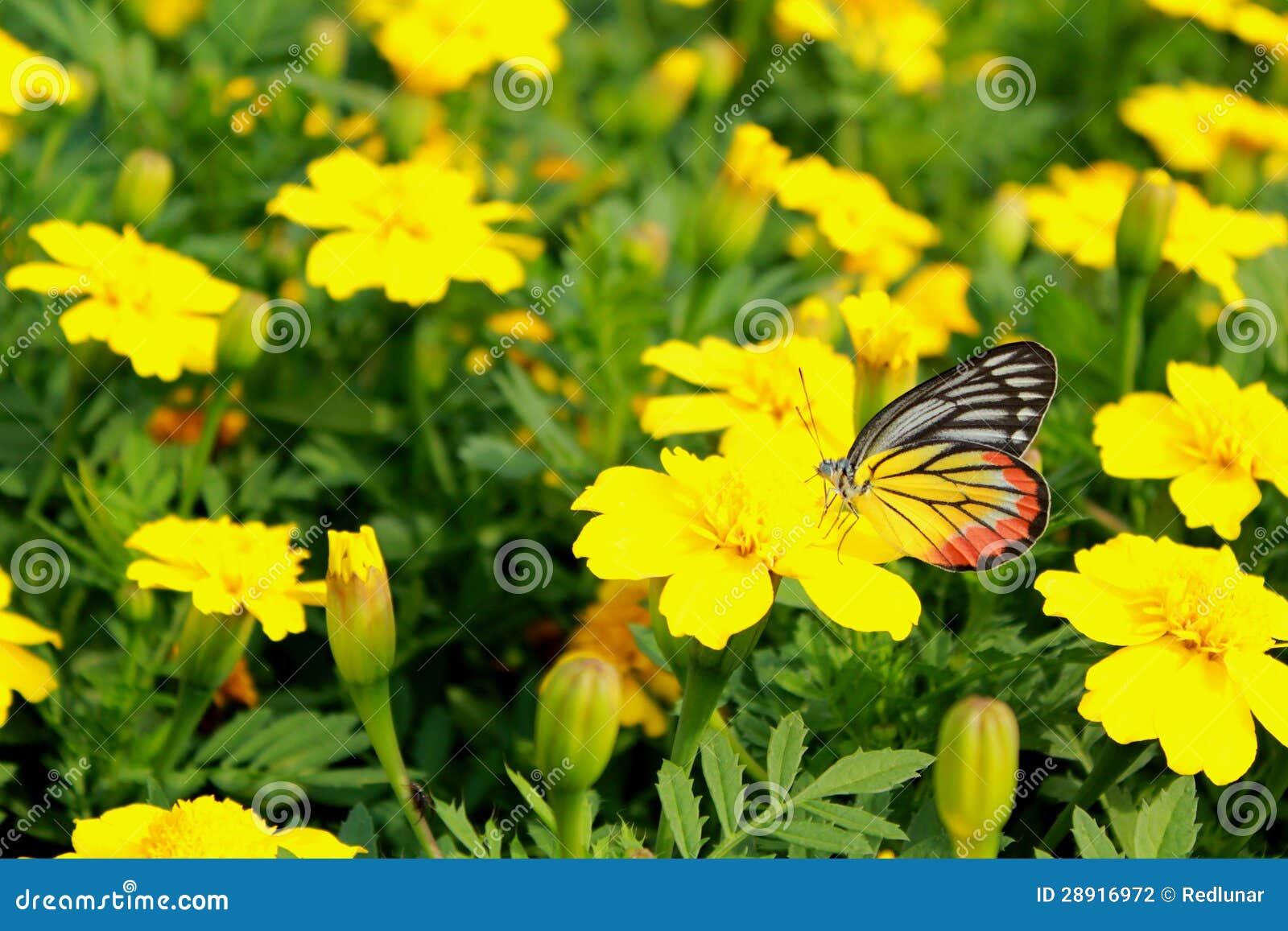 Yellow Butterfly with Yellow Flower Stock Photo Image of beauty