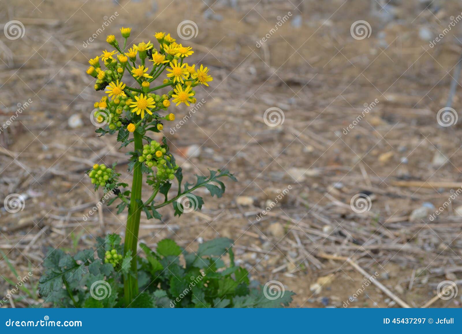 Yellow Butterweed Background Stock Image Image of october, weed 45437297
