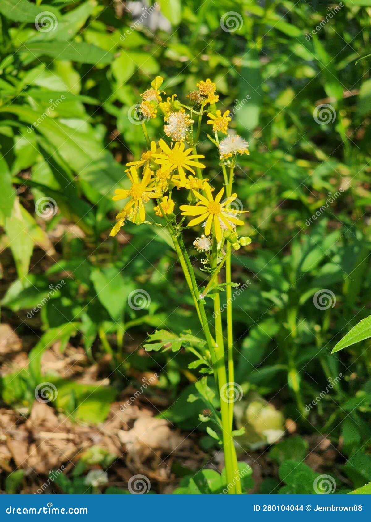 Yellow Butterweed Flower stock photo. Image of ragwort 280104044