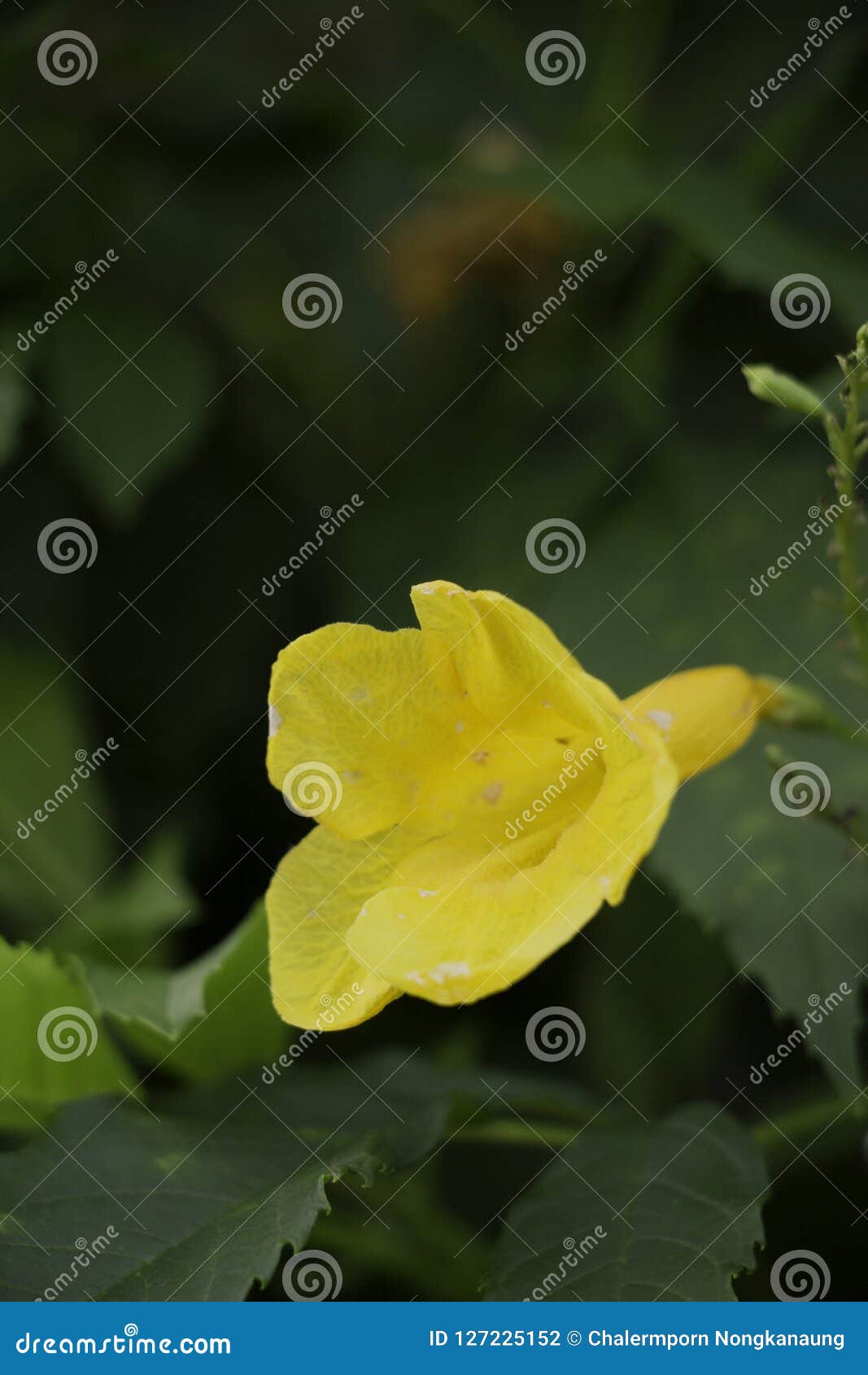 Hình ảnh hoa Yellow Caesalpinia sẽ khiến bạn say đắm với vẻ đẹp đầy sắc màu của nó. Đây là một loại hoa rất đặc biệt và đẹp mắt, luôn thu hút sự chú ý của mọi người. Bạn sẽ được chiêm ngưỡng những bông hoa tuyệt đẹp này trong những bức ảnh đẹp nhất. Xem ngay để trải nghiệm niềm đam mê nhiếp ảnh! 