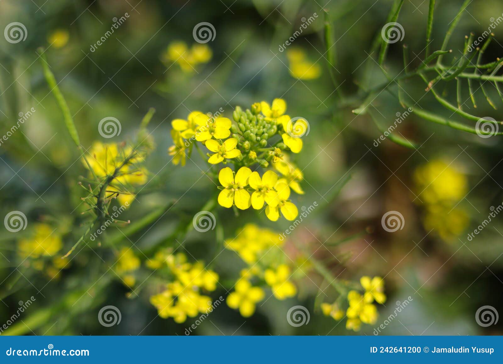 selective focus of yellow caisim flower
