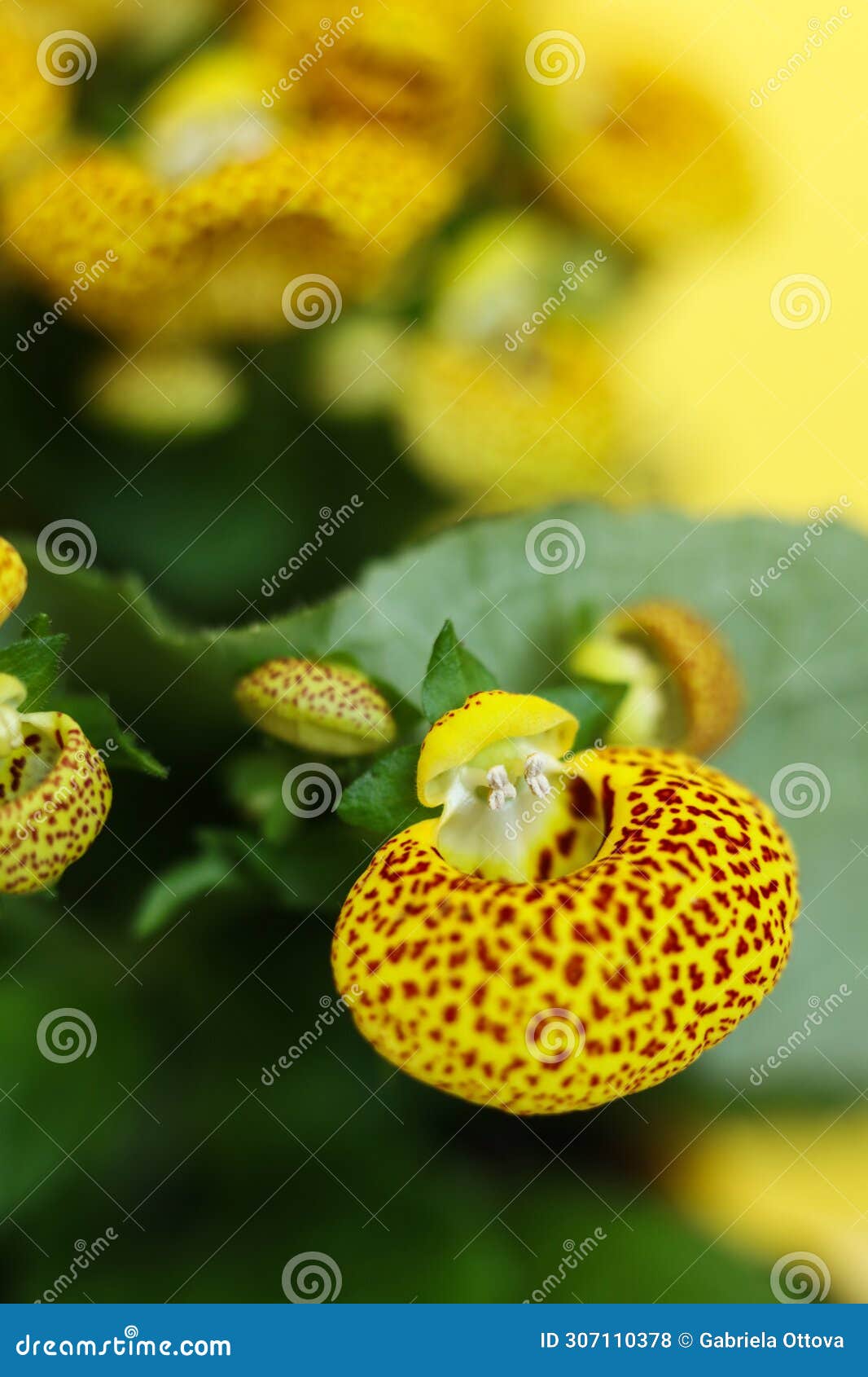 743 Pocketbook Flower Stock Photos - Free & Royalty-Free Stock Photos from  Dreamstime