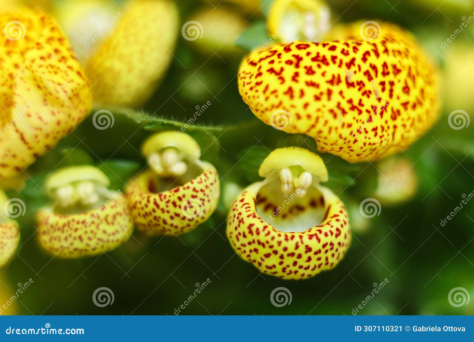 Botany calceolaria calceolaria hi-res stock photography and images - Page 3  - Alamy