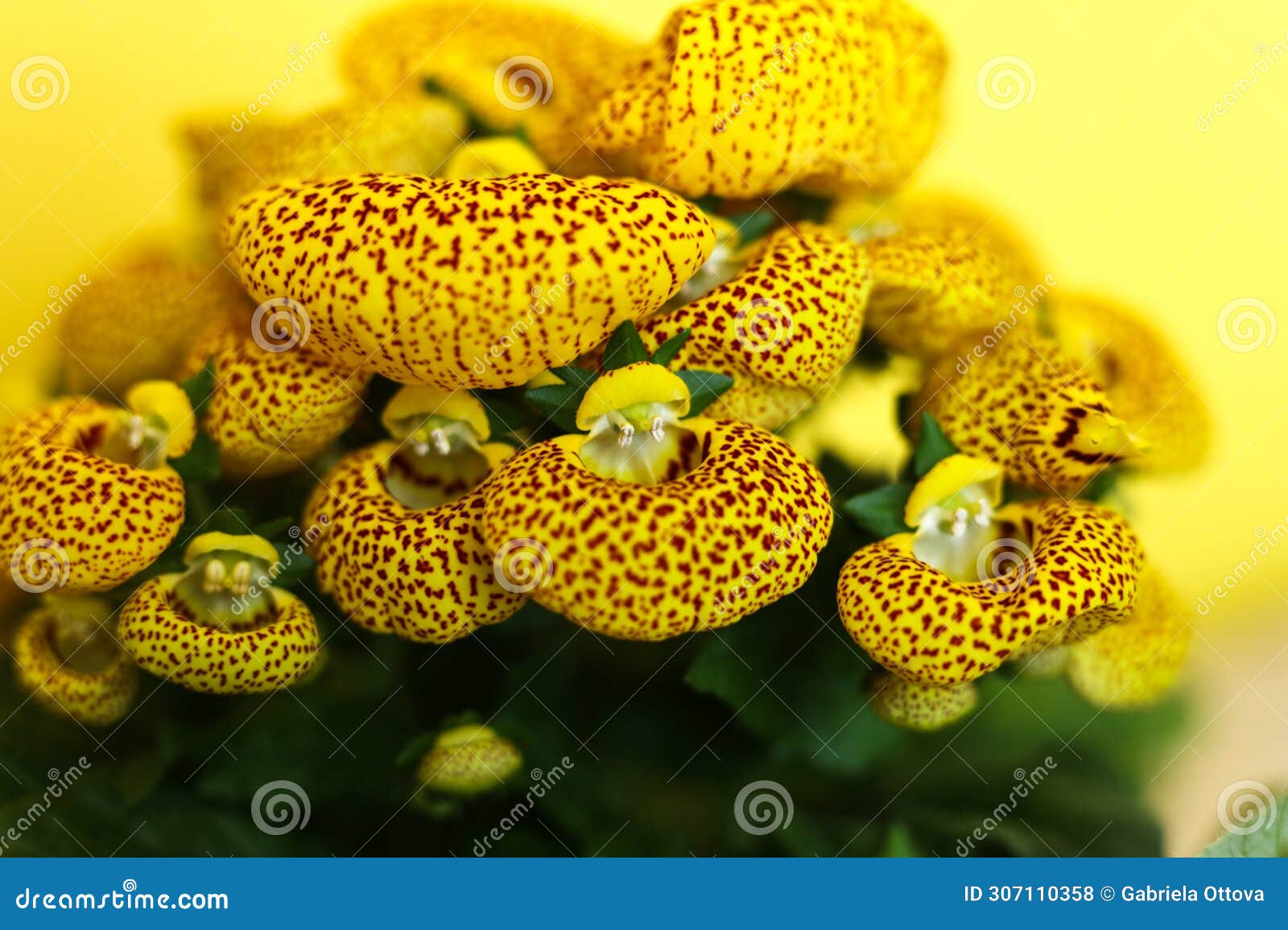 Herbeohybrida Flower Stock Photos - Free & Royalty-Free Stock Photos from  Dreamstime