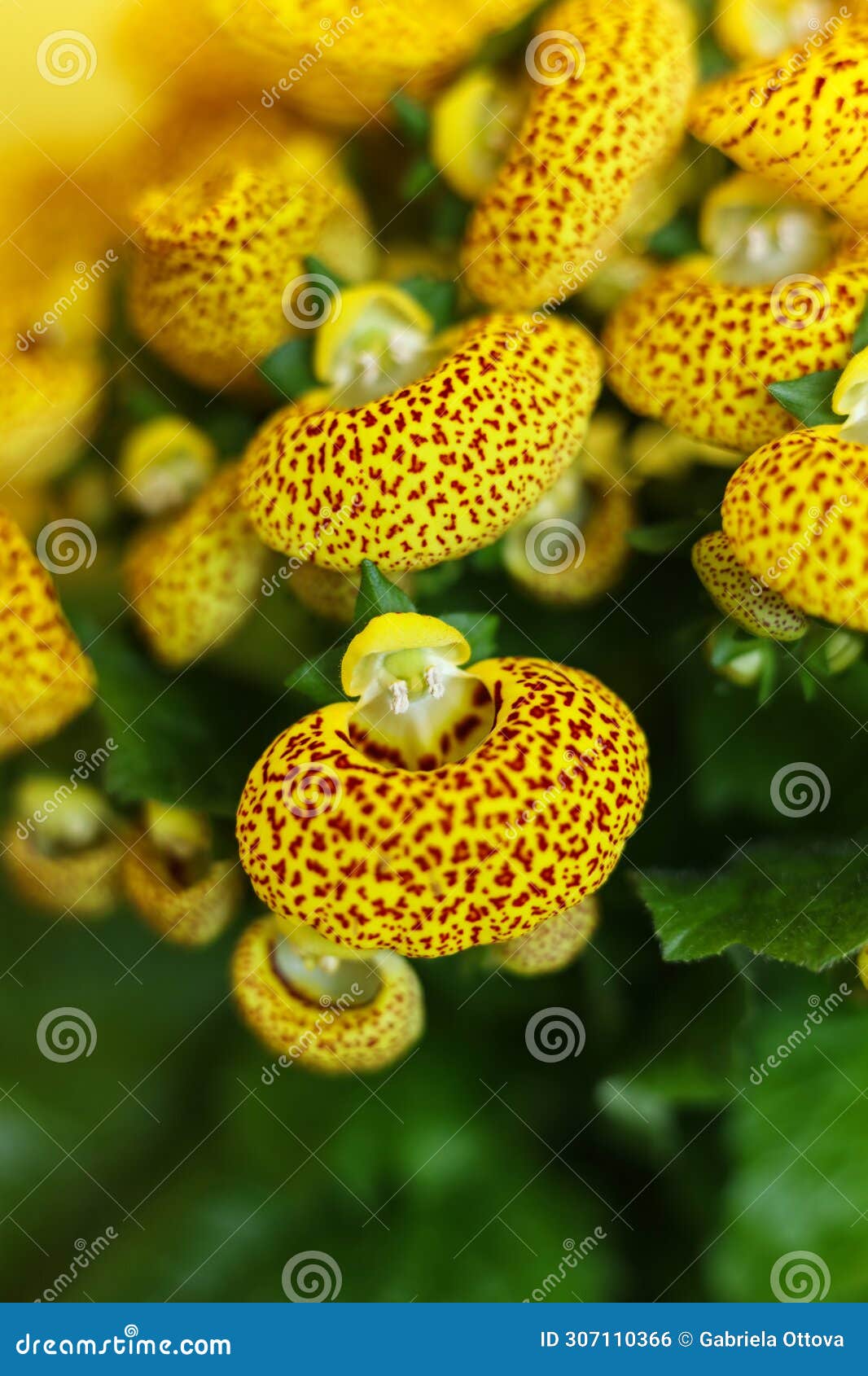 Pocketbook Plant Care - How To Grow Calceolaria Indoors | Gardening Know How