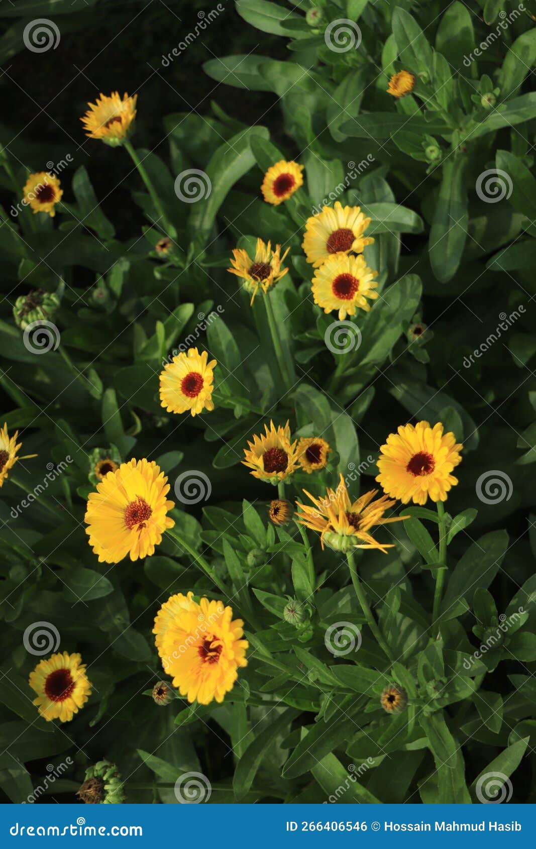 Yellow Calendula Flower in the Garden, Top View Calendula Field Stock Photo Image of