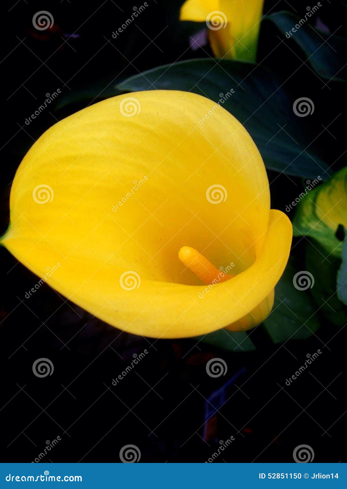 Yellow Calla Lily stock photo. Image of gardens, gardening 52851150