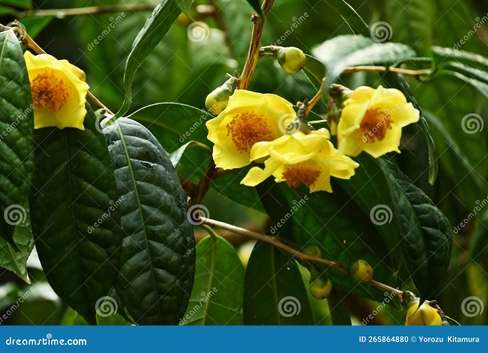 Yellow Camellia Camellia Chrysantha Flowers. Stock Photo - Image of 