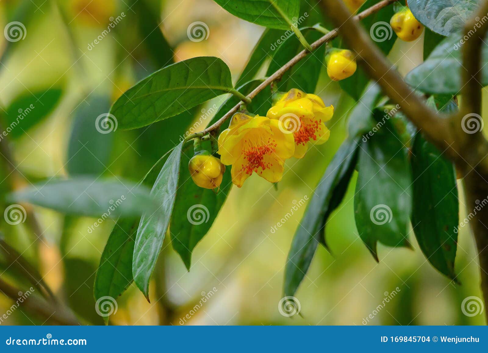 Yellow camellia flowers stock photo. Image of flora - 169845704