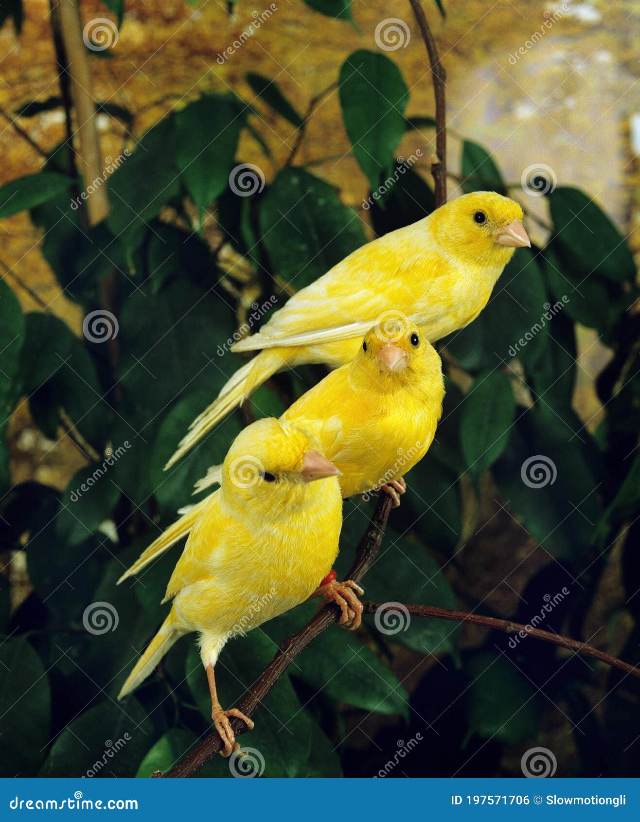 yellow canaries, serinus canaria