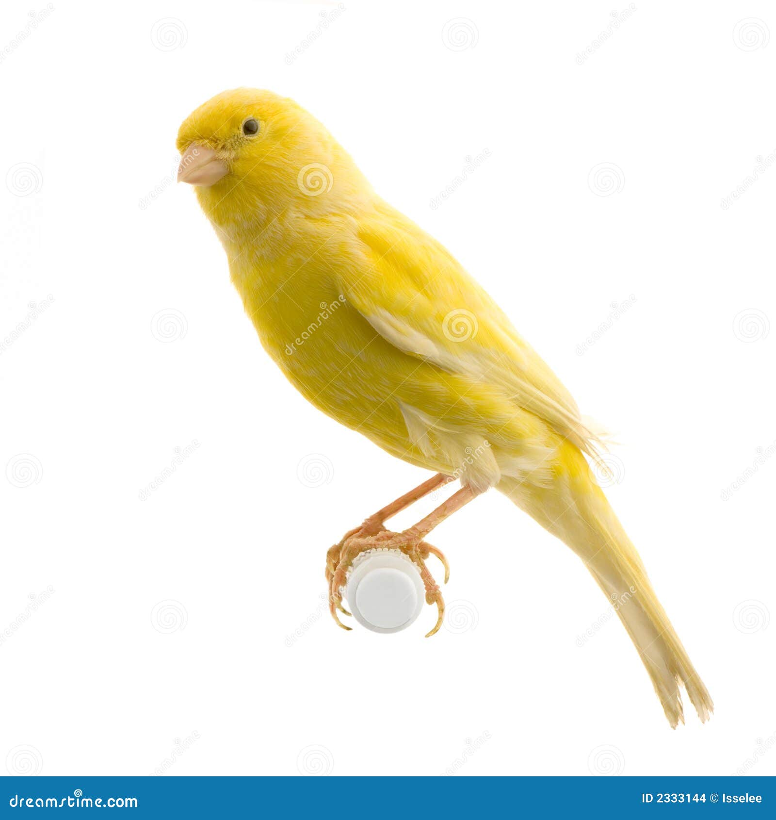 yellow canary on its perch