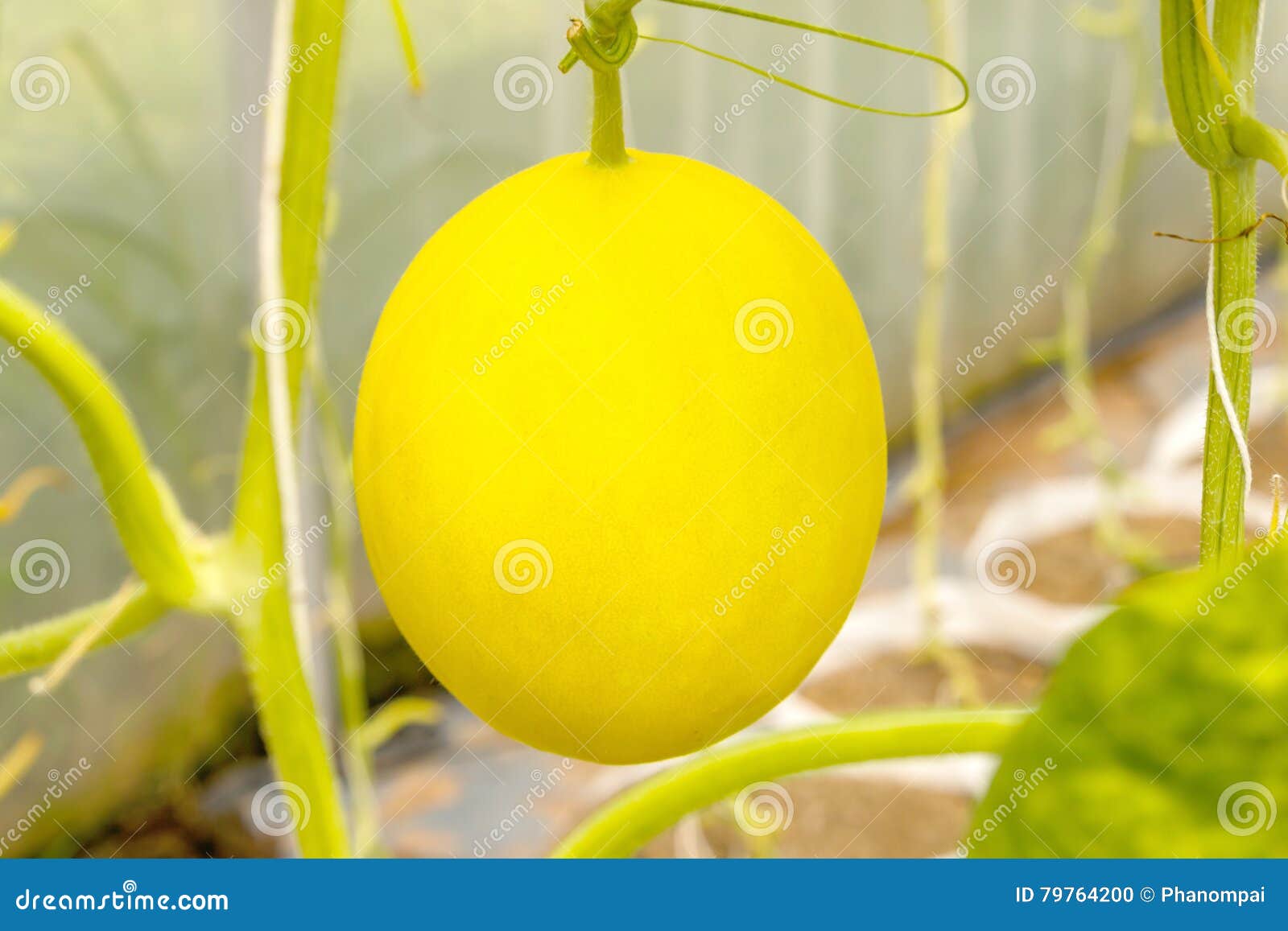 Yellow Cantaloupe Melon Growing in a Greenhouse. Stock Photo Image of