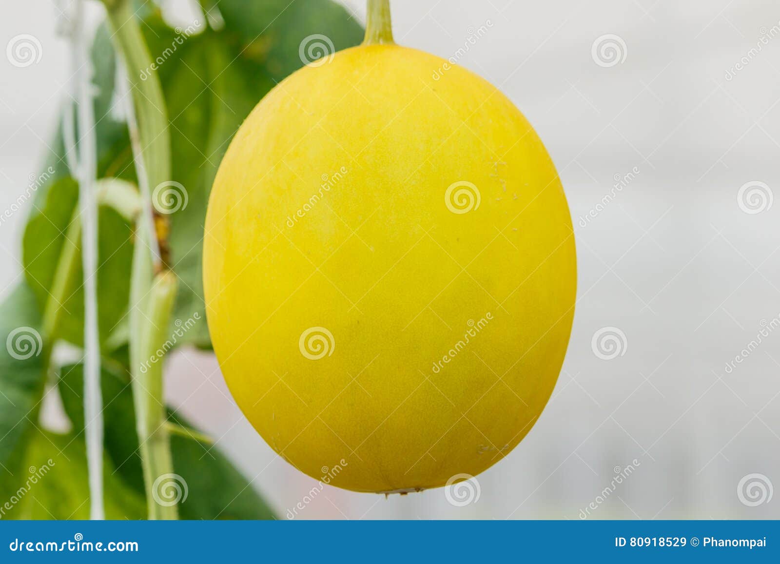 Yellow Cantaloupe Melon Growing in a Greenhouse. Stock Image Image of