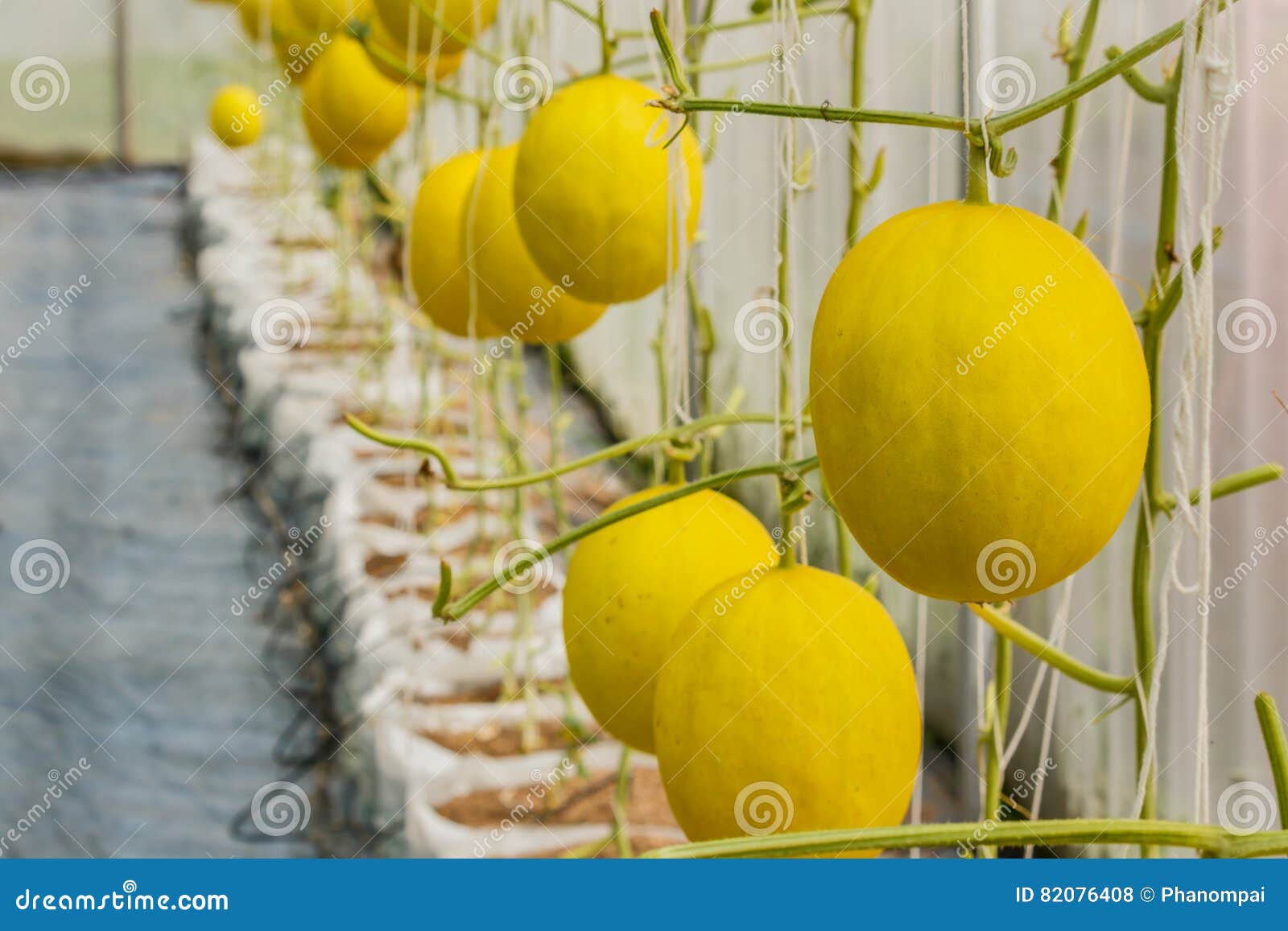 Yellow Cantaloupe Melon Growing in a Greenhouse. Stock Photo Image of