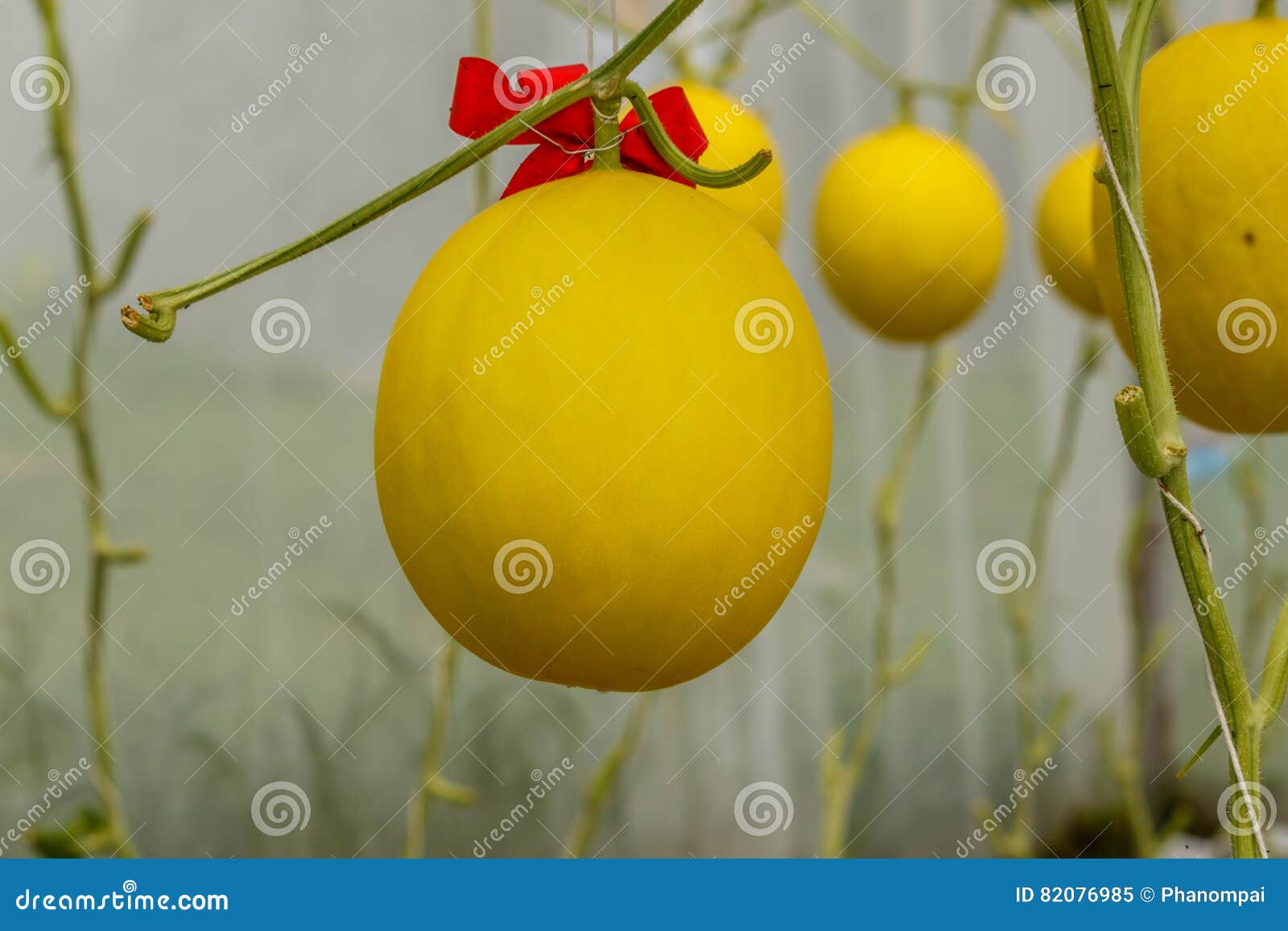Yellow Cantaloupe Melon Growing in a Greenhouse. Stock Image Image of