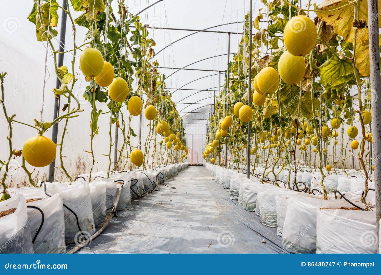 Yellow Cantaloupe Melon Growing in a Greenhouse. Stock Image Image of