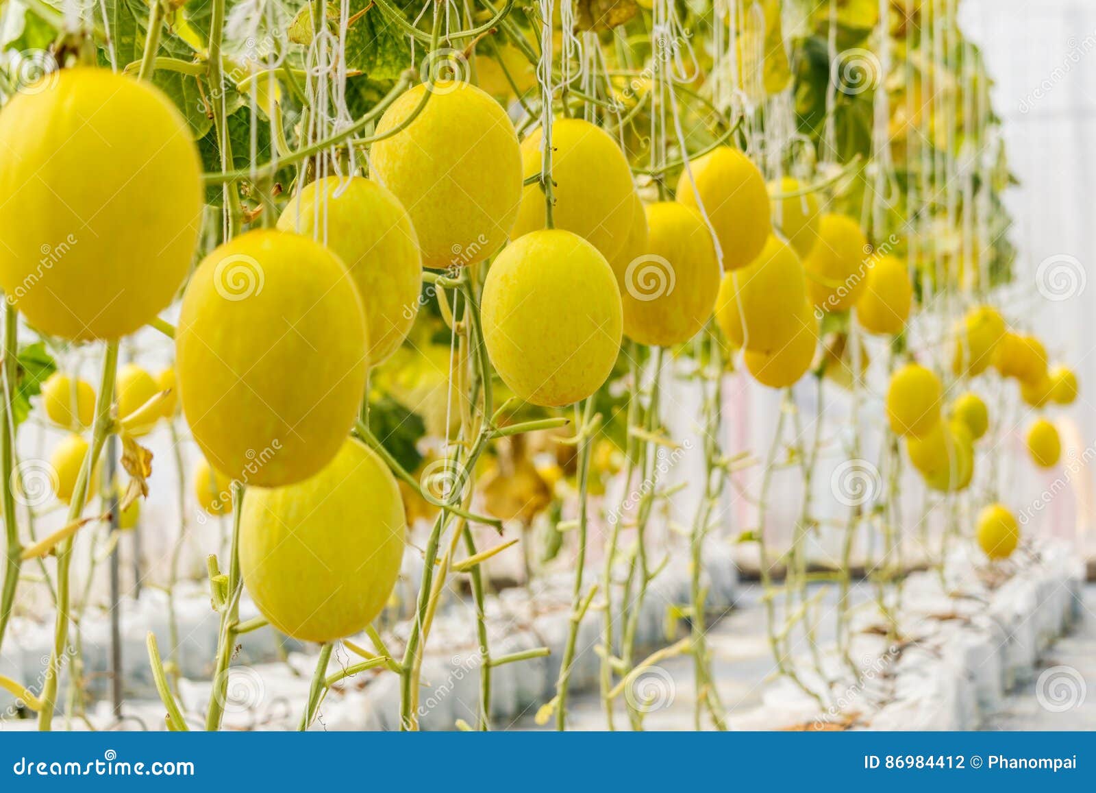 Yellow Cantaloupe Melon Growing in a Greenhouse. Stock Photo Image of