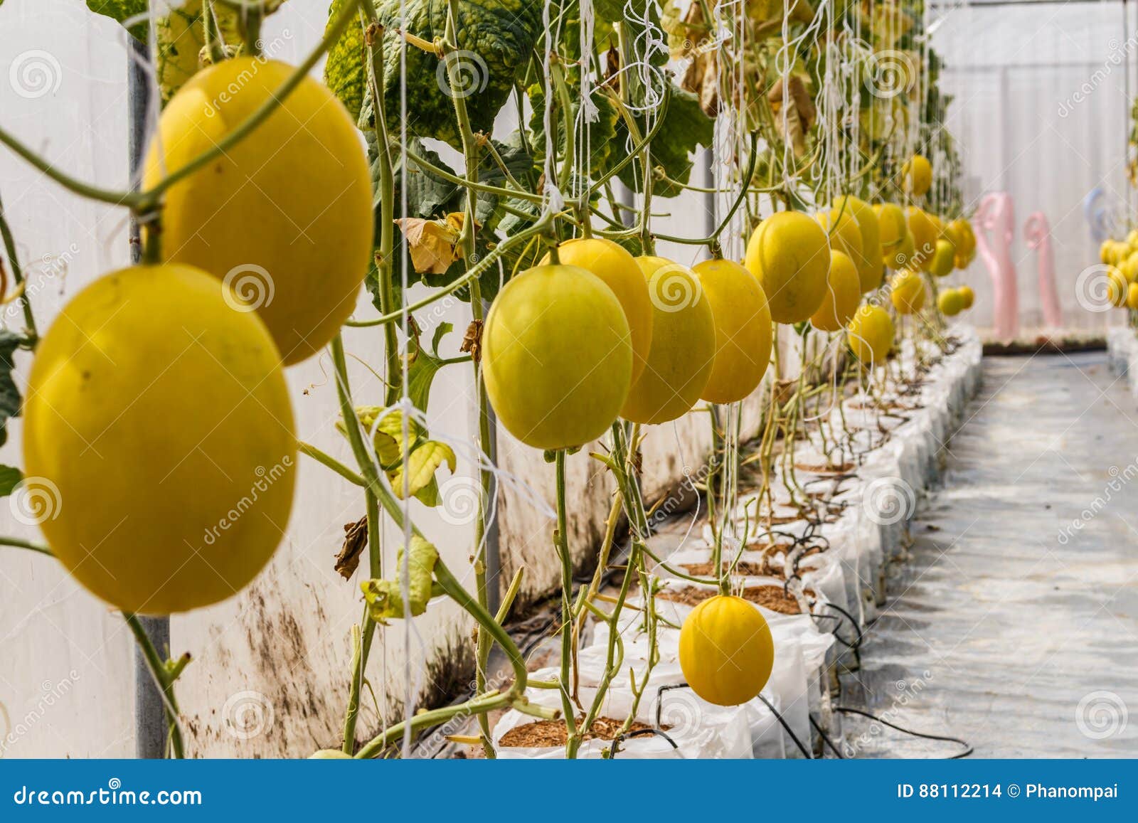 Yellow Cantaloupe Melon Growing in a Greenhouse. Stock Photo Image of