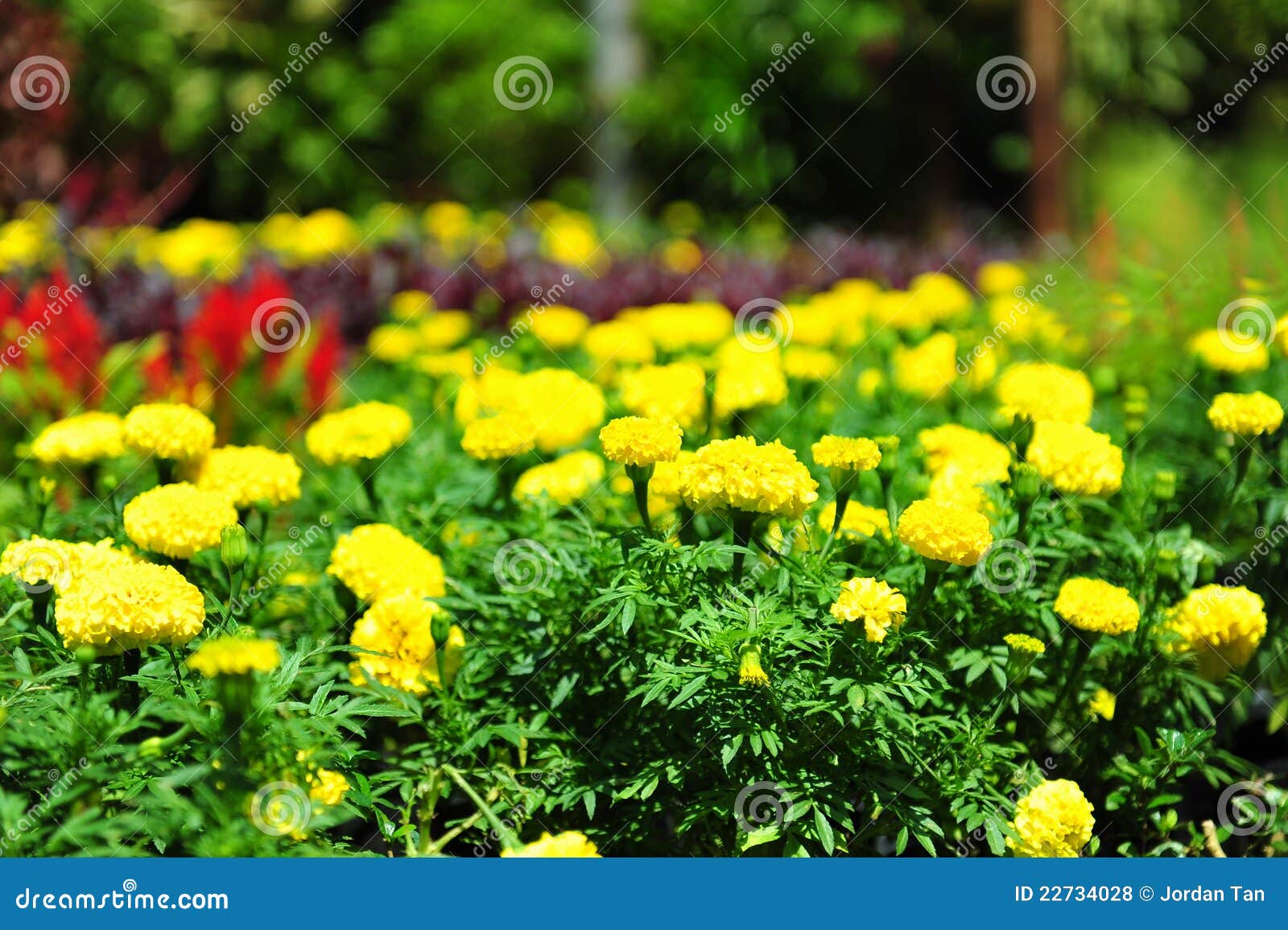 Yellow carnation stock photo. Image of carnation, nature 22734028