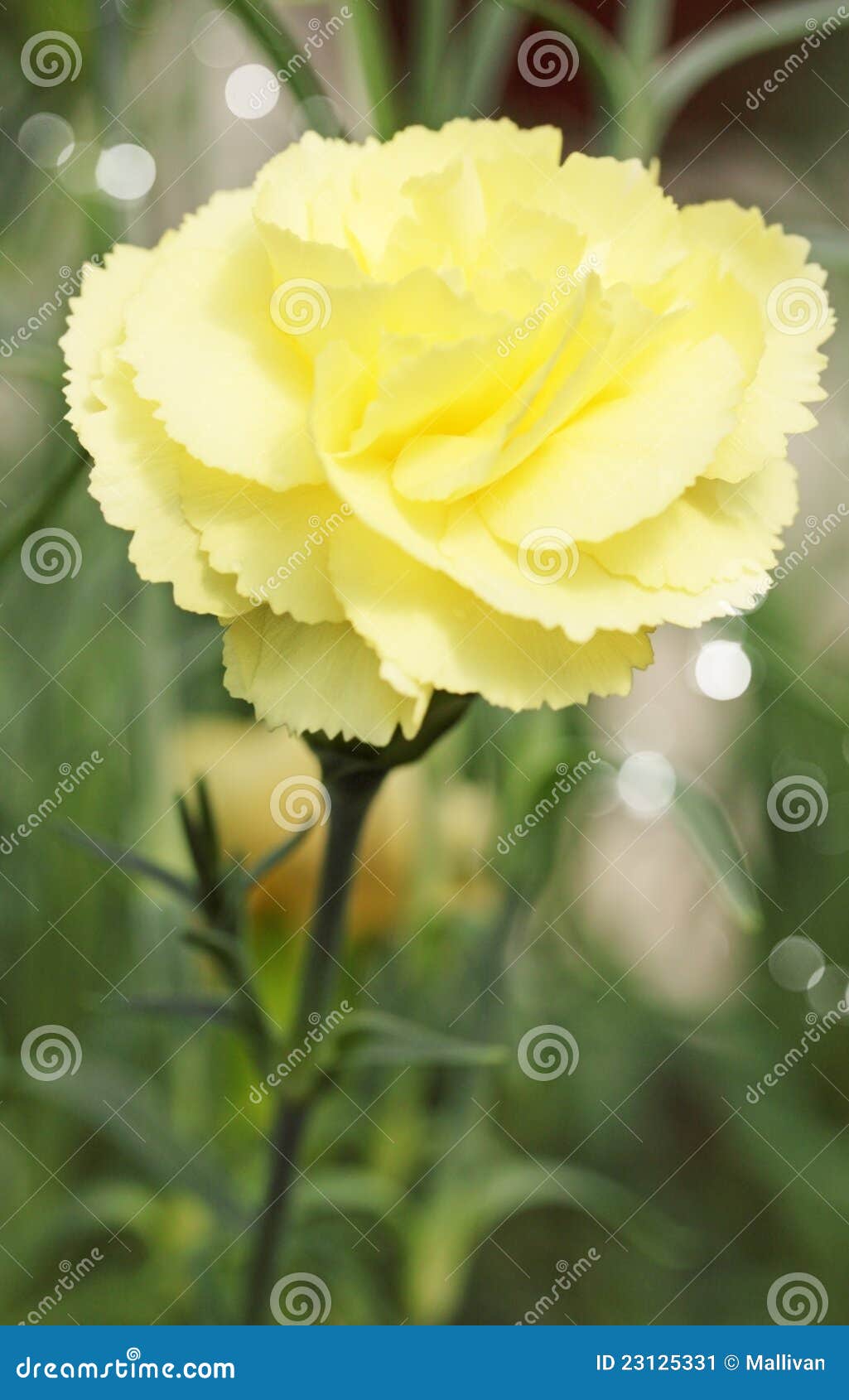 Yellow carnation stock image. Image of meadow, bloom 23125331
