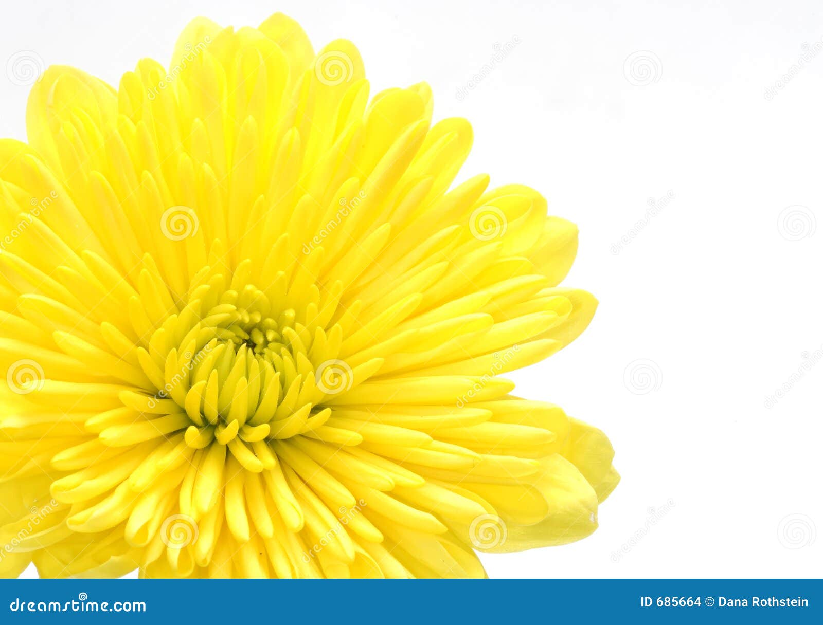 Yellow Carnation stock photo. Image of flora, garden, nature 685664
