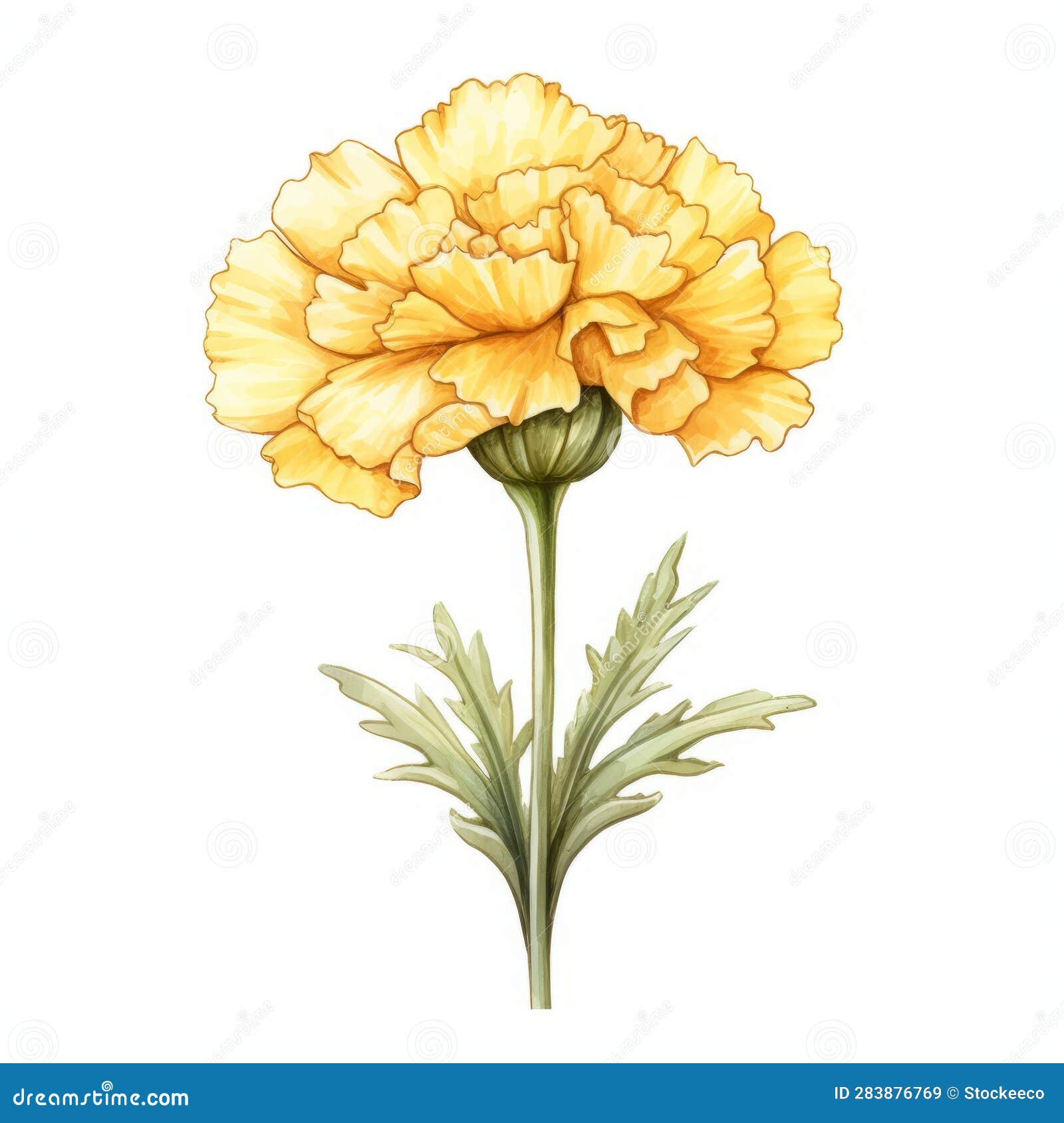 Yellow Carnation Flower