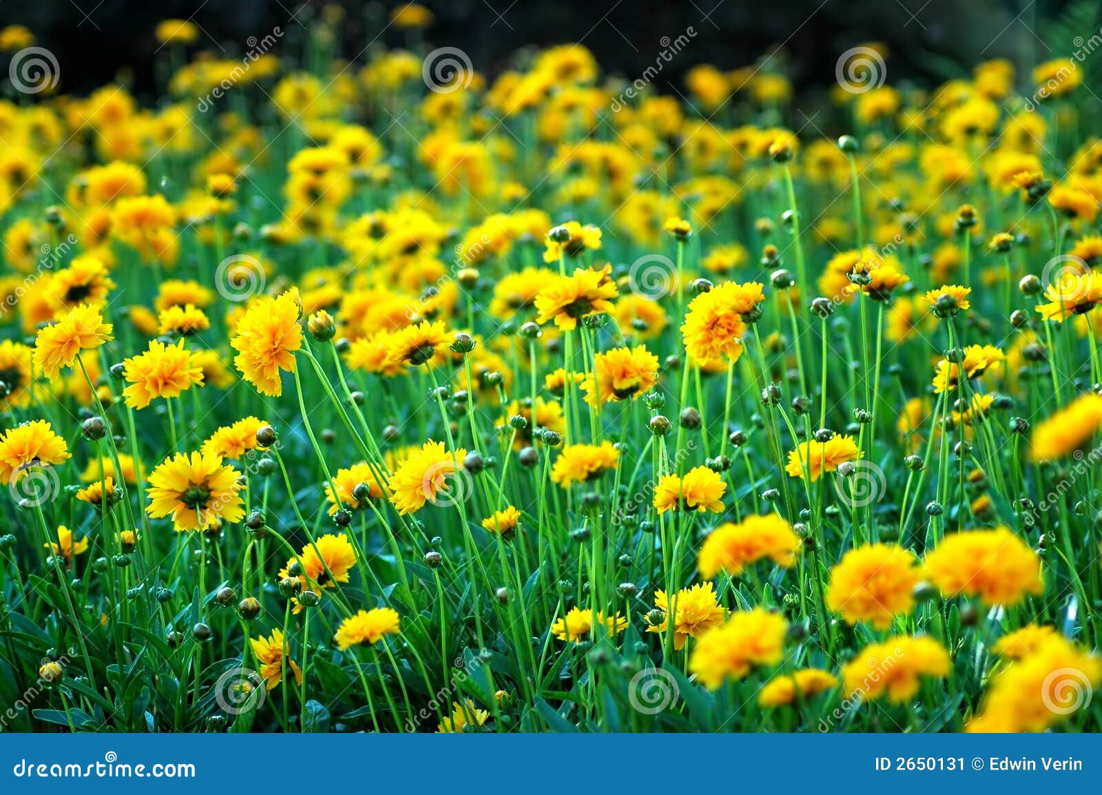 8,8 Yellow Carnation Photos - Free & Royalty-Free Stock Photos