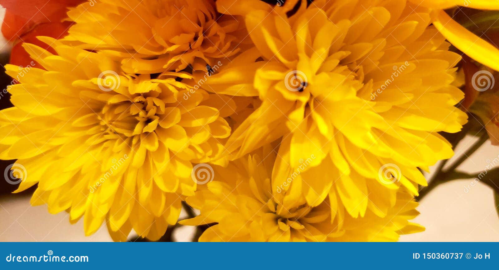 Yellow Carnations in a Bouquet Stock Image Image of yellow