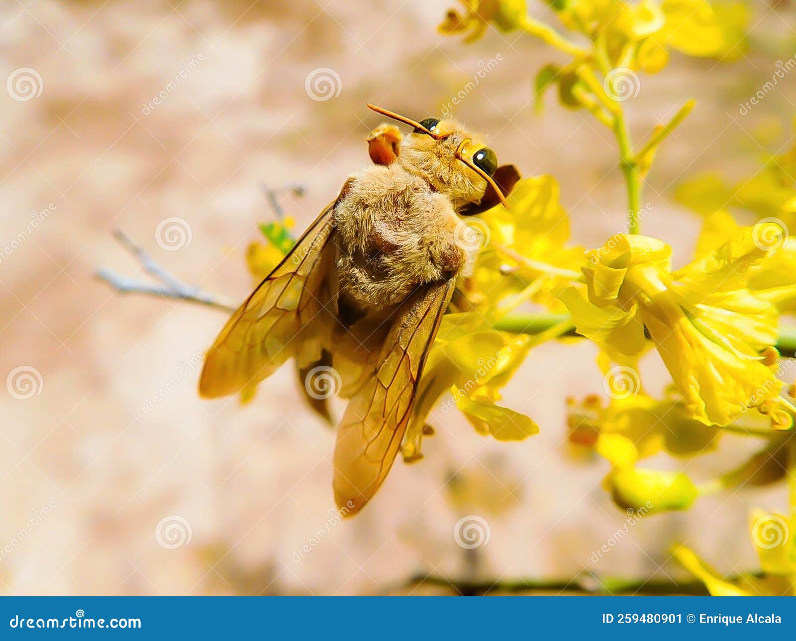Yellow Carpenter Bee on Flowers Stock Image Image of carpenter