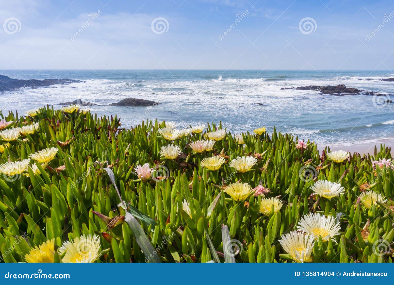 yellow carpobrotus edulis flower covering a bluff on the pacific coastline, pescadero state beach, california