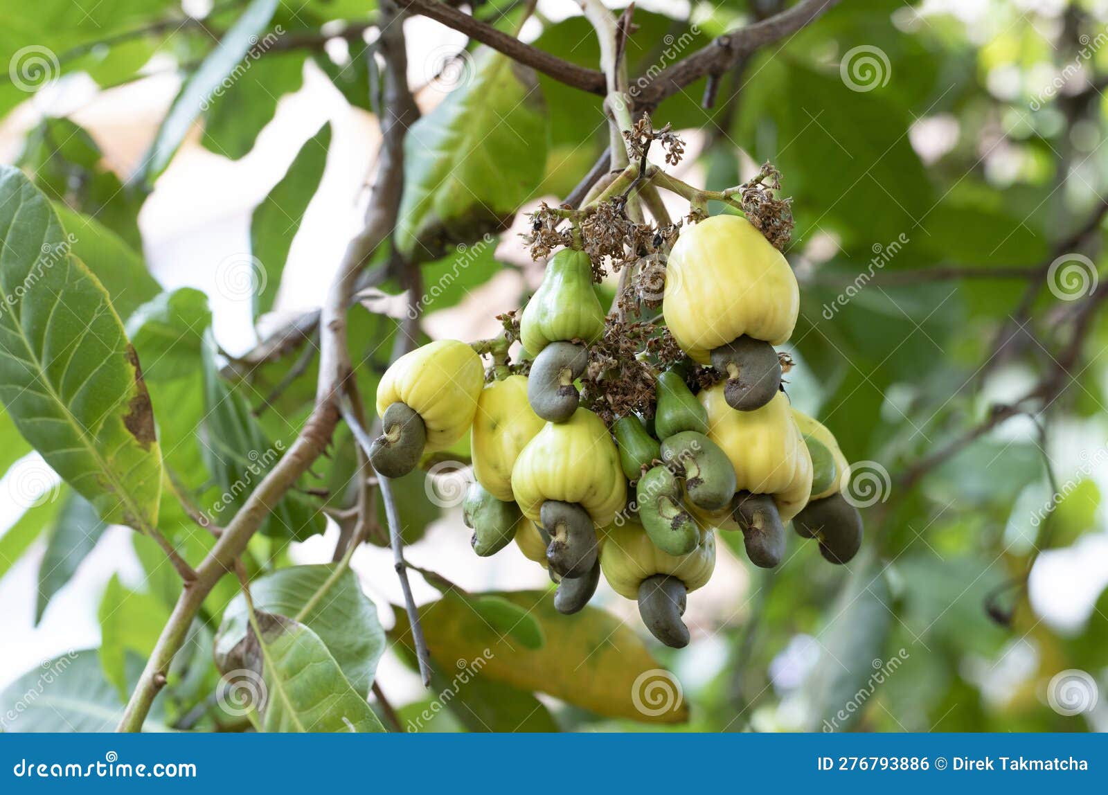Yellow cashew fruits stock photo. Image of tasty, agriculture 276793886