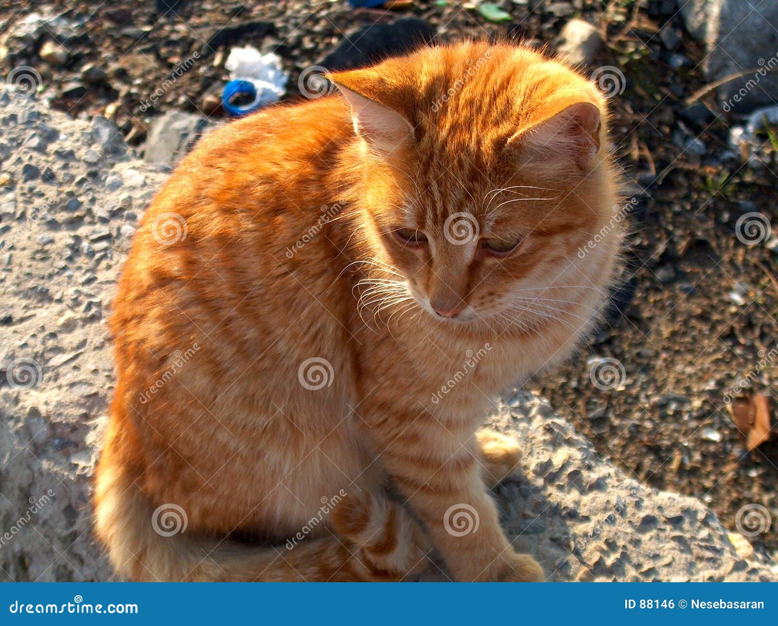 Download Funny Orange Tabby Cat Pfp Wallpaper