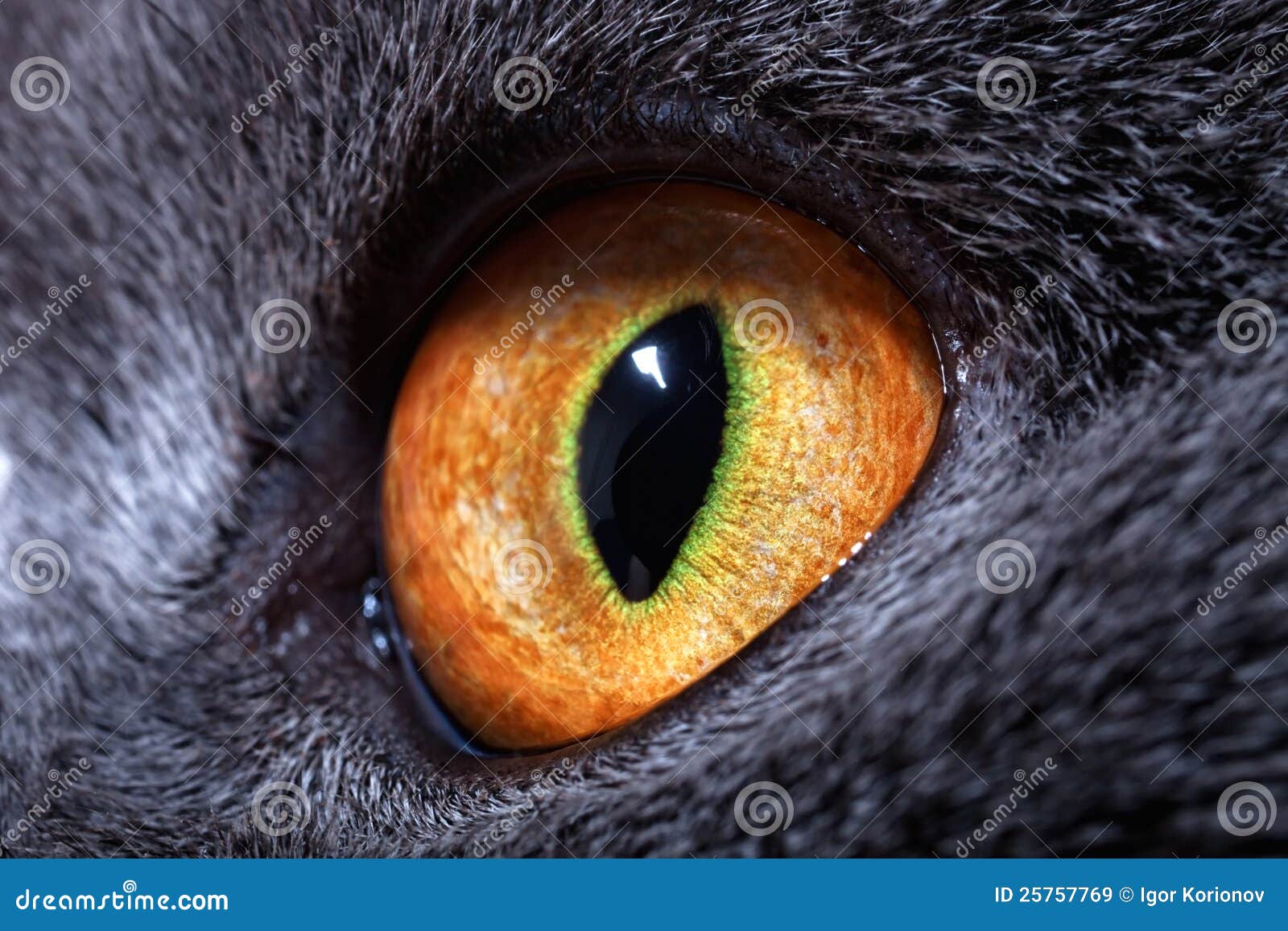 The yellow cat s eye stock image. Image of funny, grey 25757769