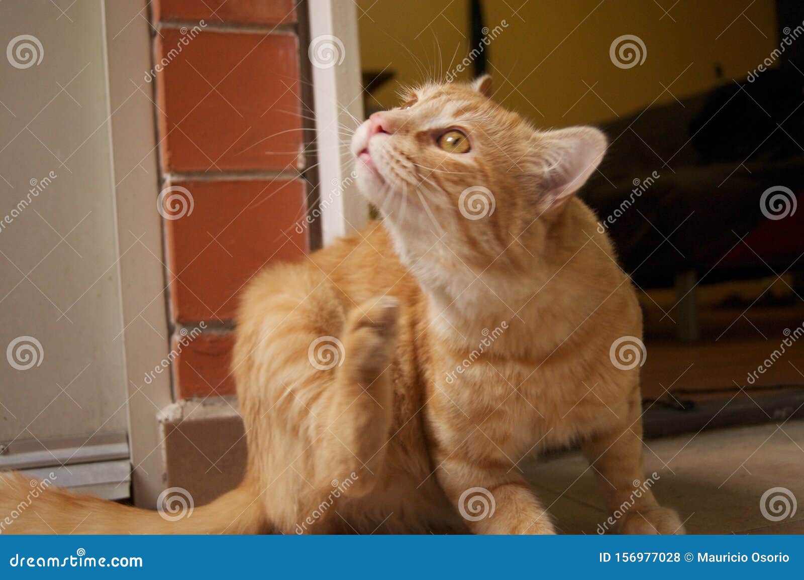 yellow cat scratching gato