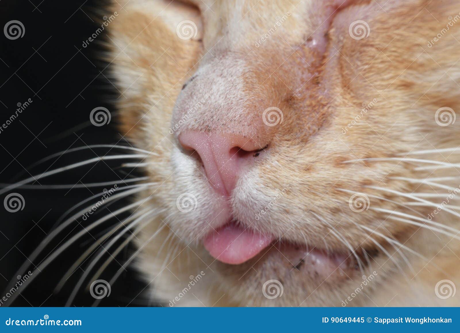 Yellow Cat is Sick and Sad Macro View Stock Image Image of young