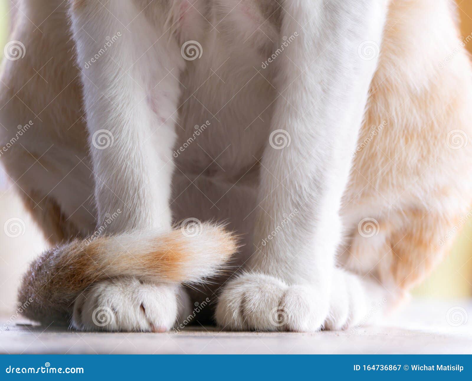Yellow Cat Sitting by the Tail Hook Stock Image Image of carnivore