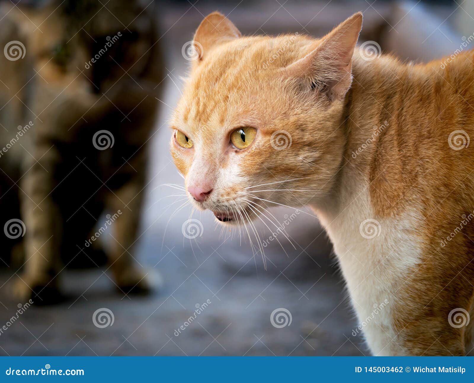 Yellow Cat Threatening the Invading Cat Stock Photo Image of furry