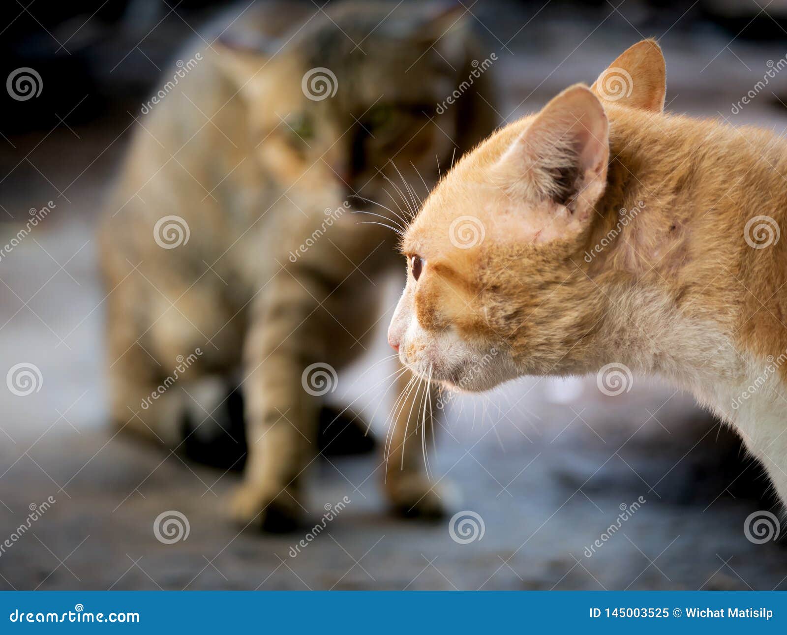 Yellow Cat Threatening the Invading Cat Stock Image Image of adorable