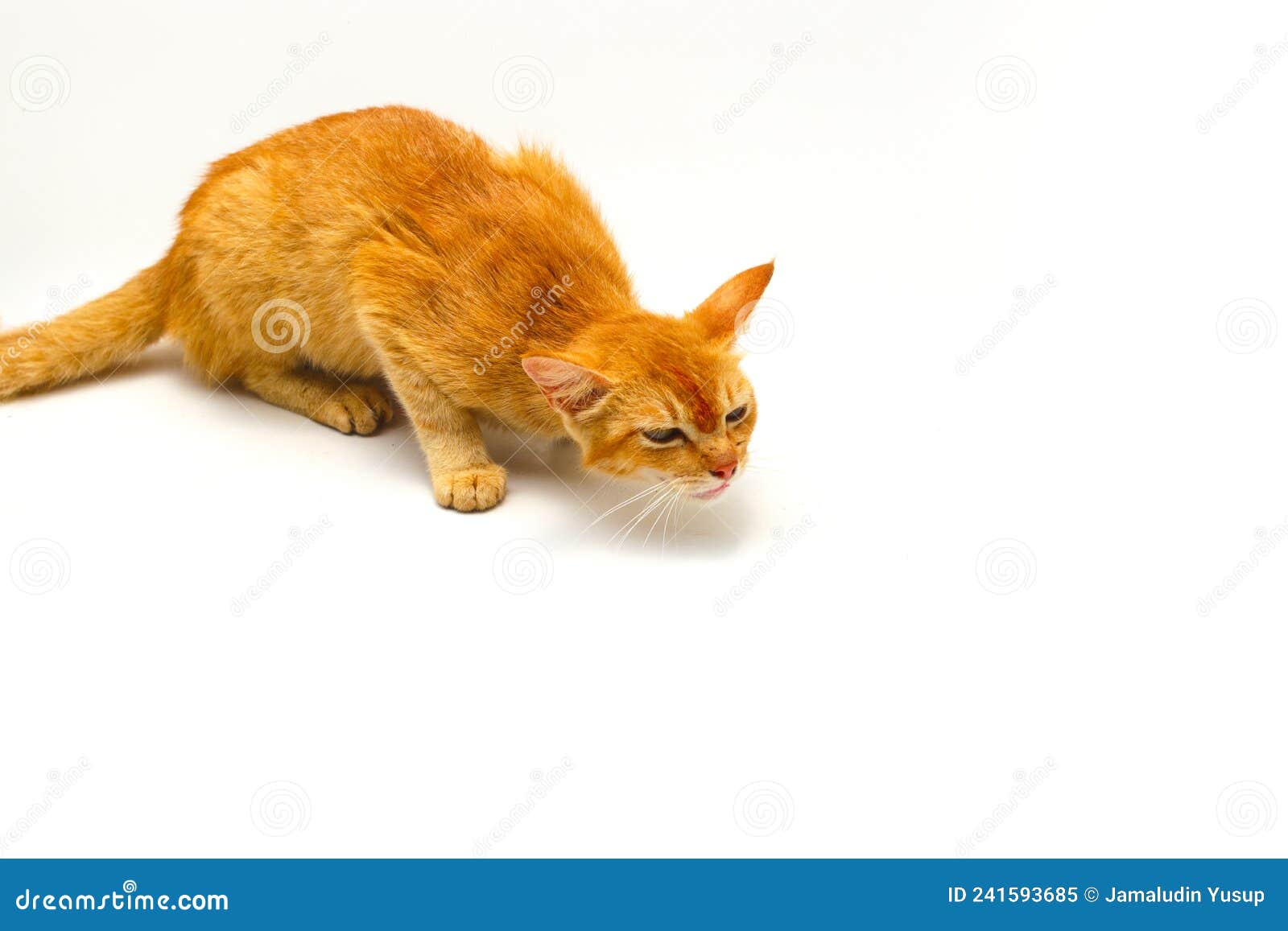 Yellow Cat is about To Vomit Something Isolated on White Background